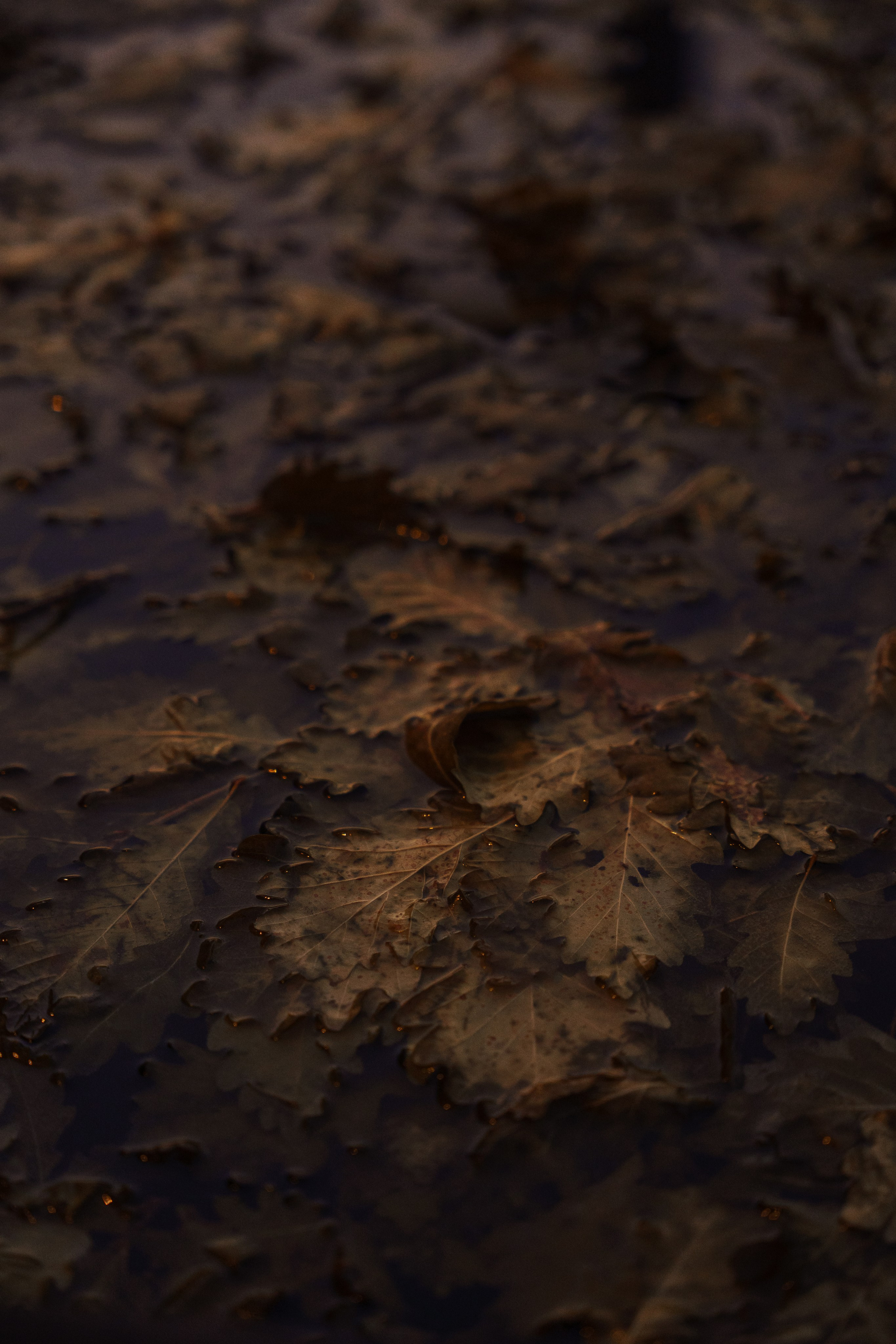 Глемпинг Трофимов берег Москва