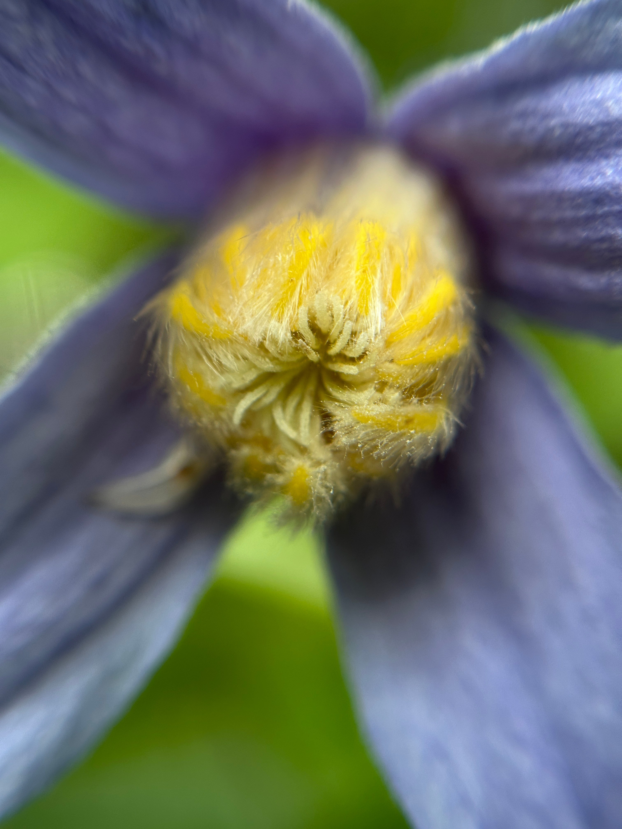 Макро любовь. Смотри, красота!