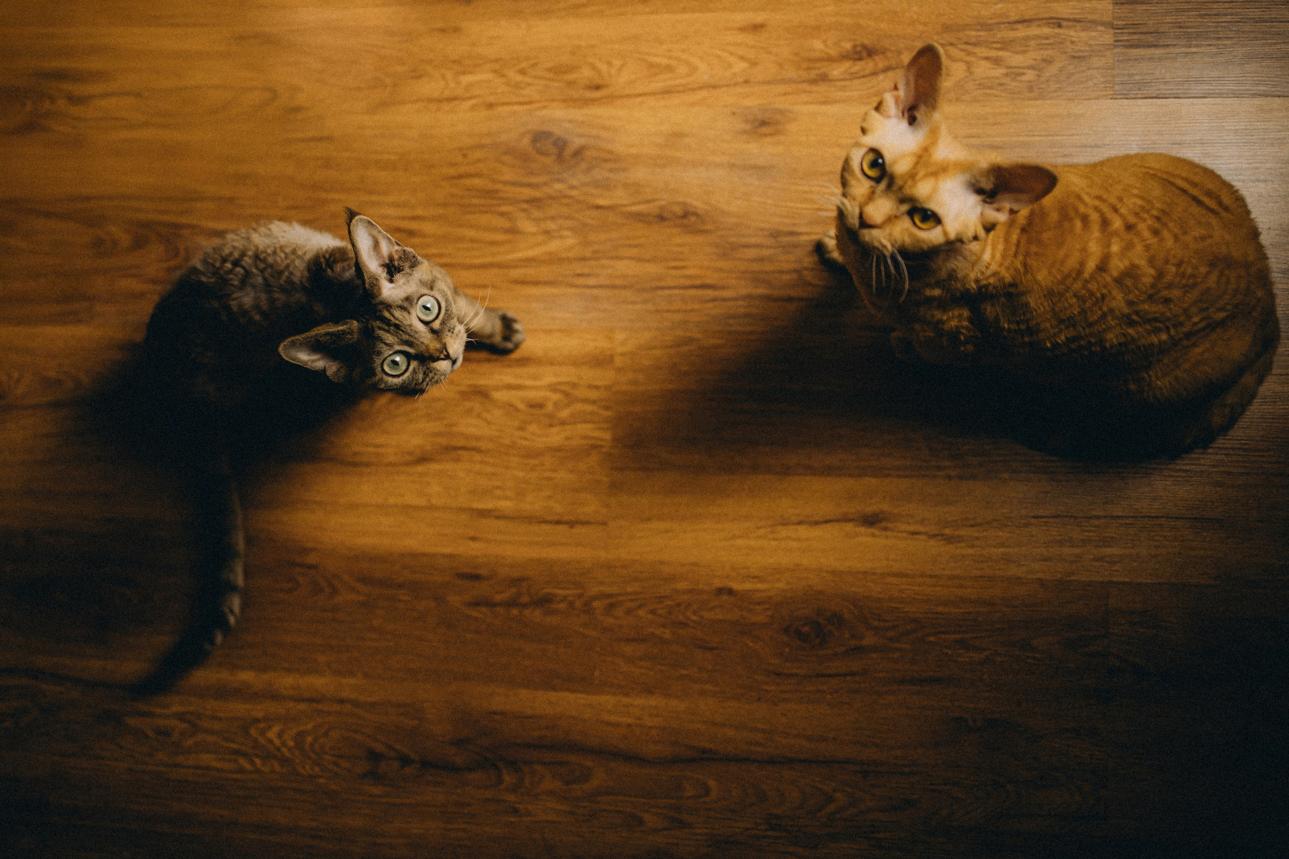 Гречка, Ковш и их семья