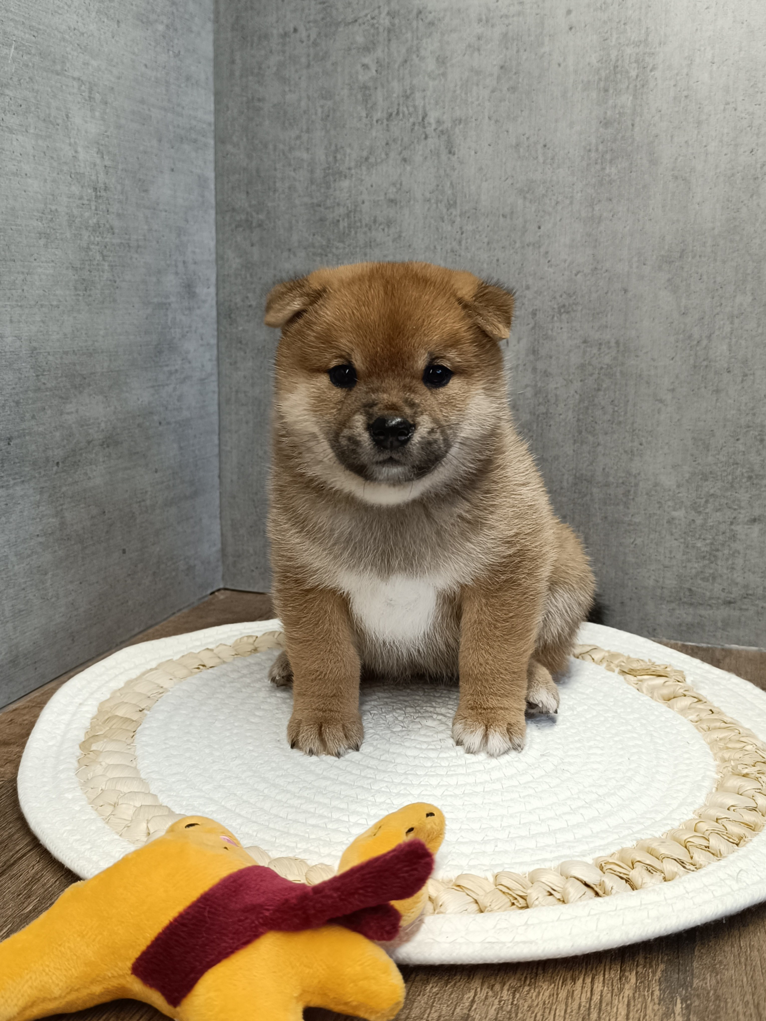 Rubylight Hattie. AMERICAN AKITA RUBYLIGHT KENNEL I SHIBA-INU
