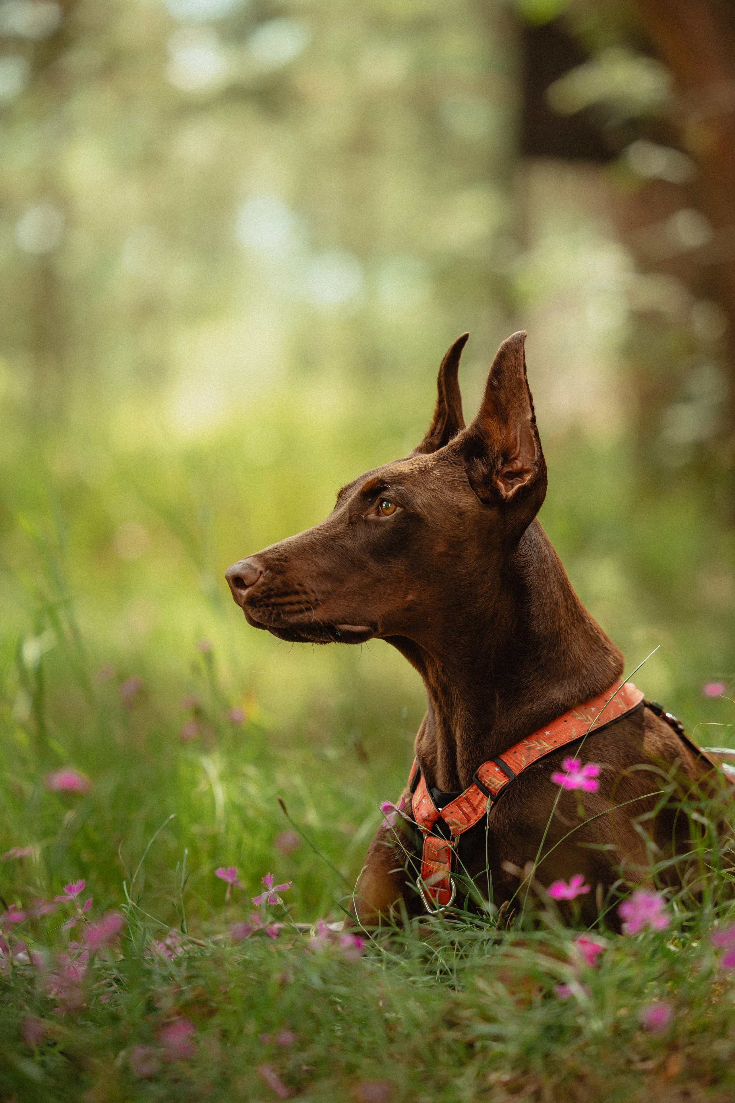 Выездной дог-тренинг от школы «Шерсть имею»