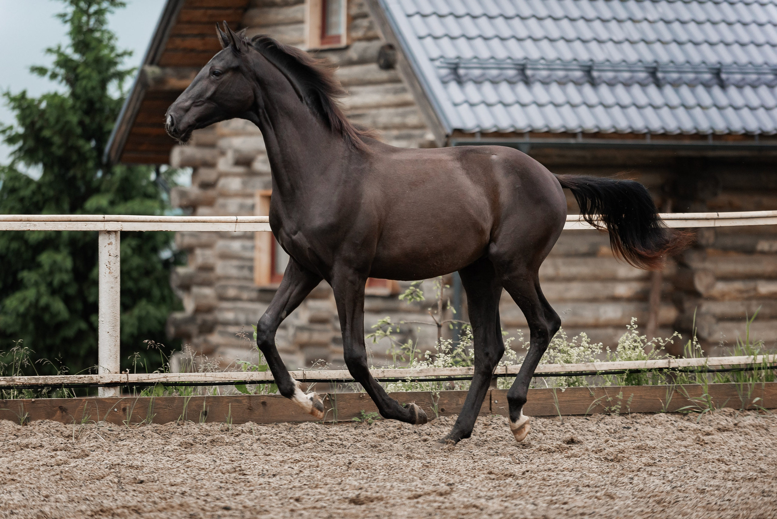 Рони и Зося. Куракина Дарья • Конный фотограф