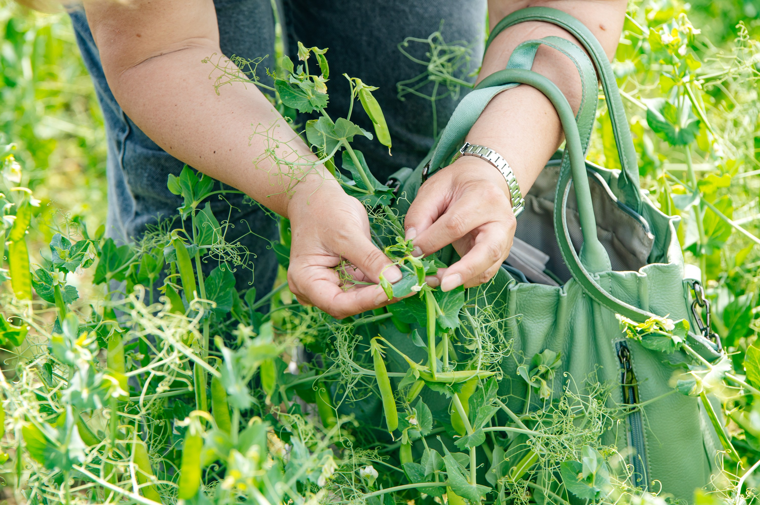 День поля. Главная