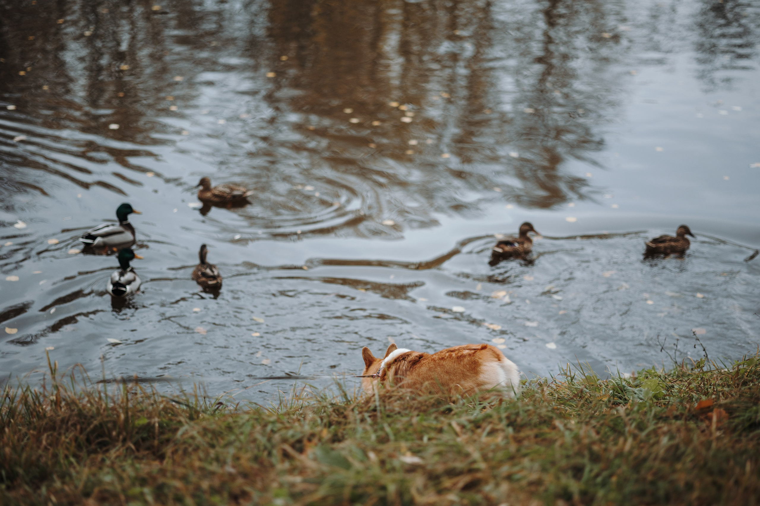 Юля и Терри. Фотограф — Анималист | Санкт-Петербург