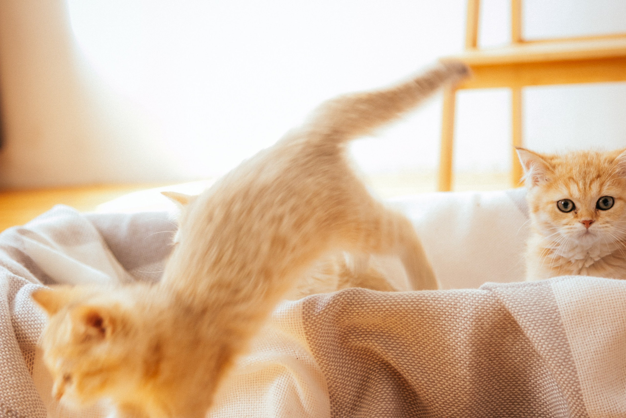 CAT. Семейный фотограф Казань Никита Федин