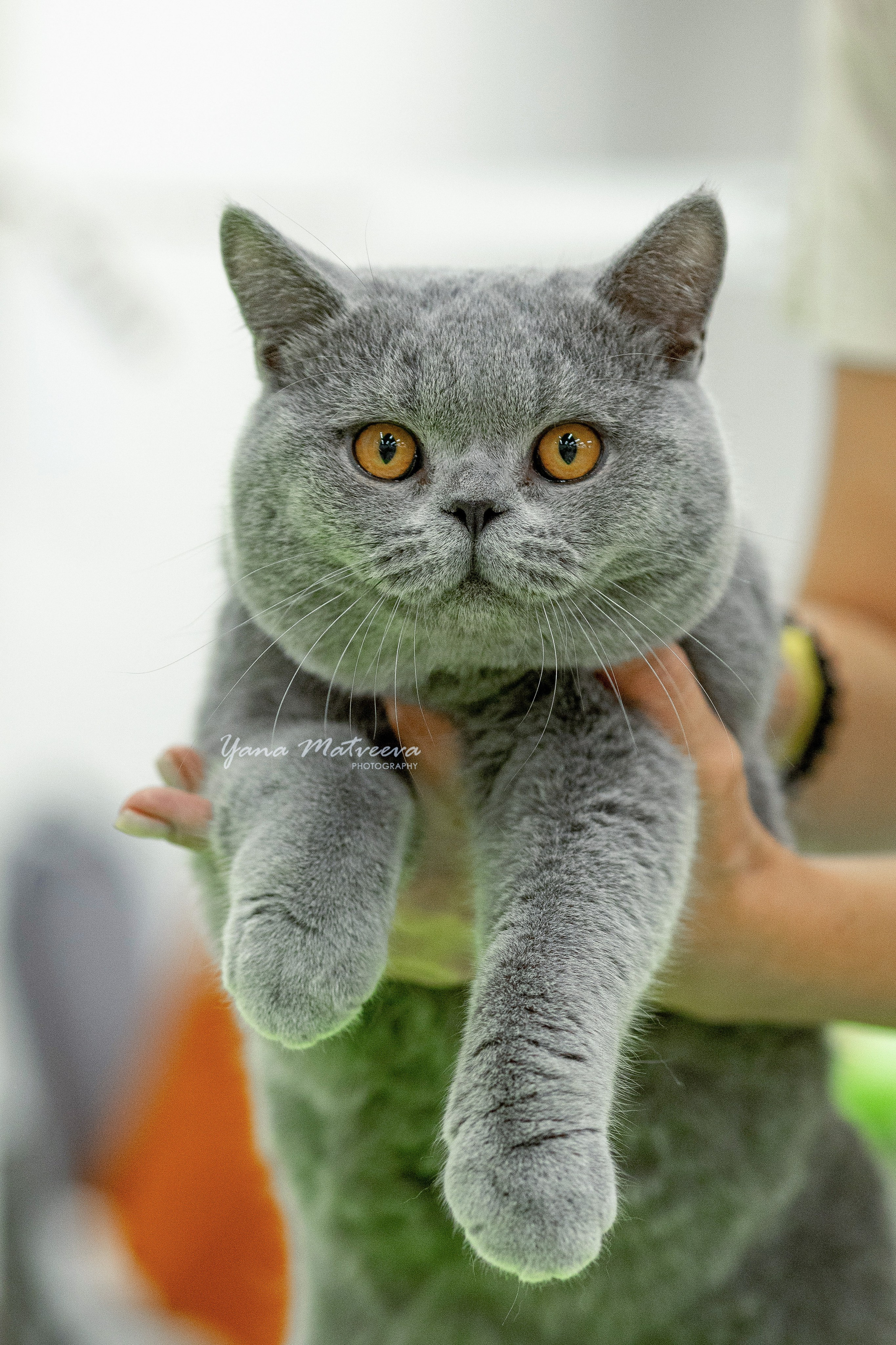 Кошки. Фотограф Яна Матвеева в Ижевске