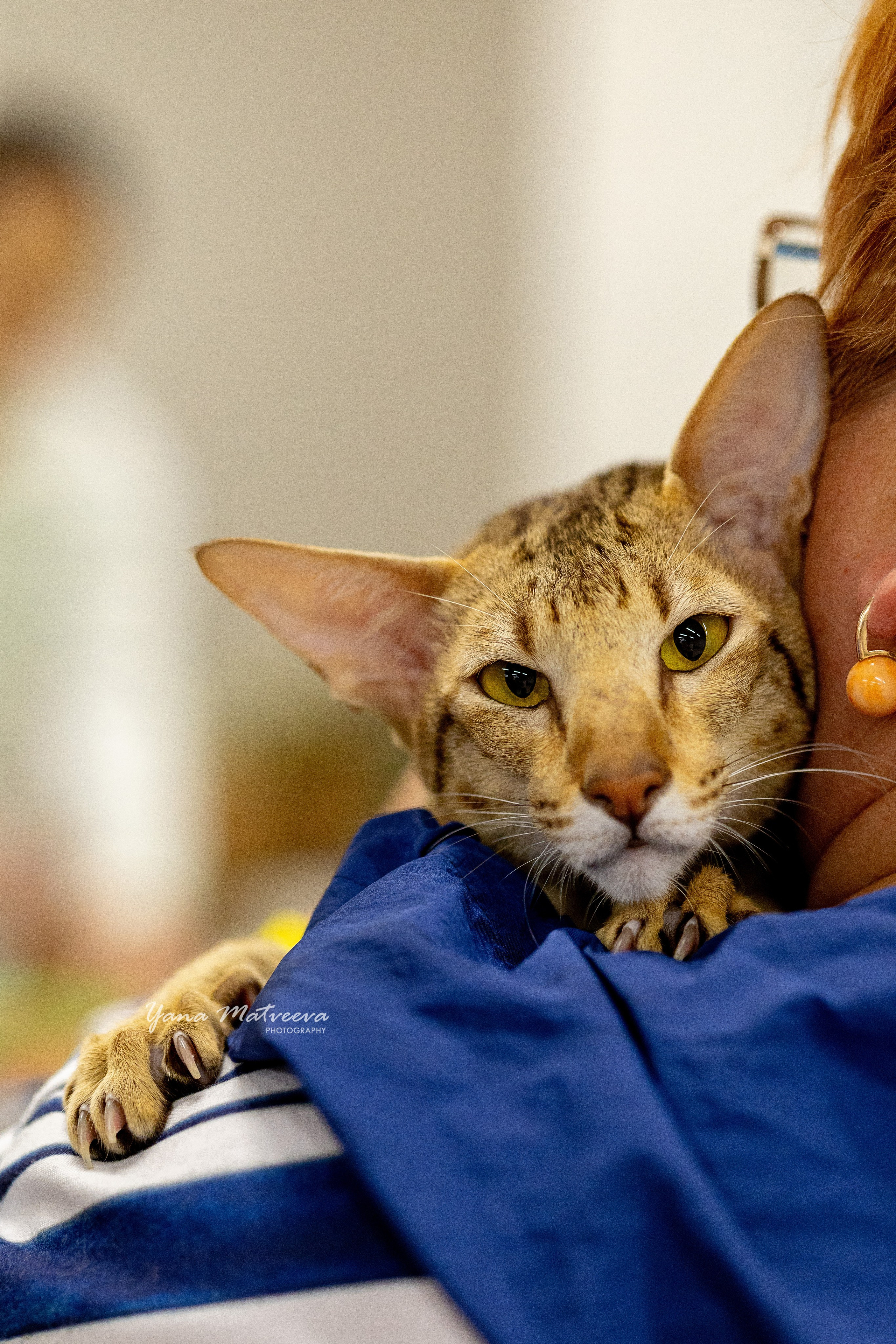 Кошки. Фотограф Яна Матвеева в Ижевске