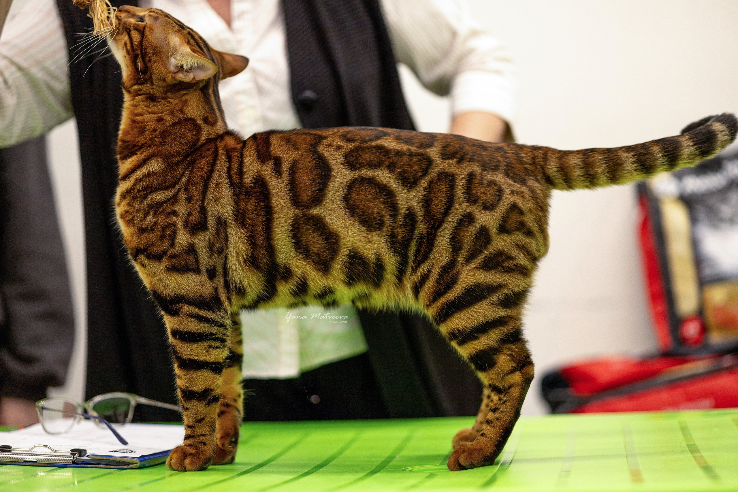 Кошки. Фотограф Яна Матвеева в Ижевске