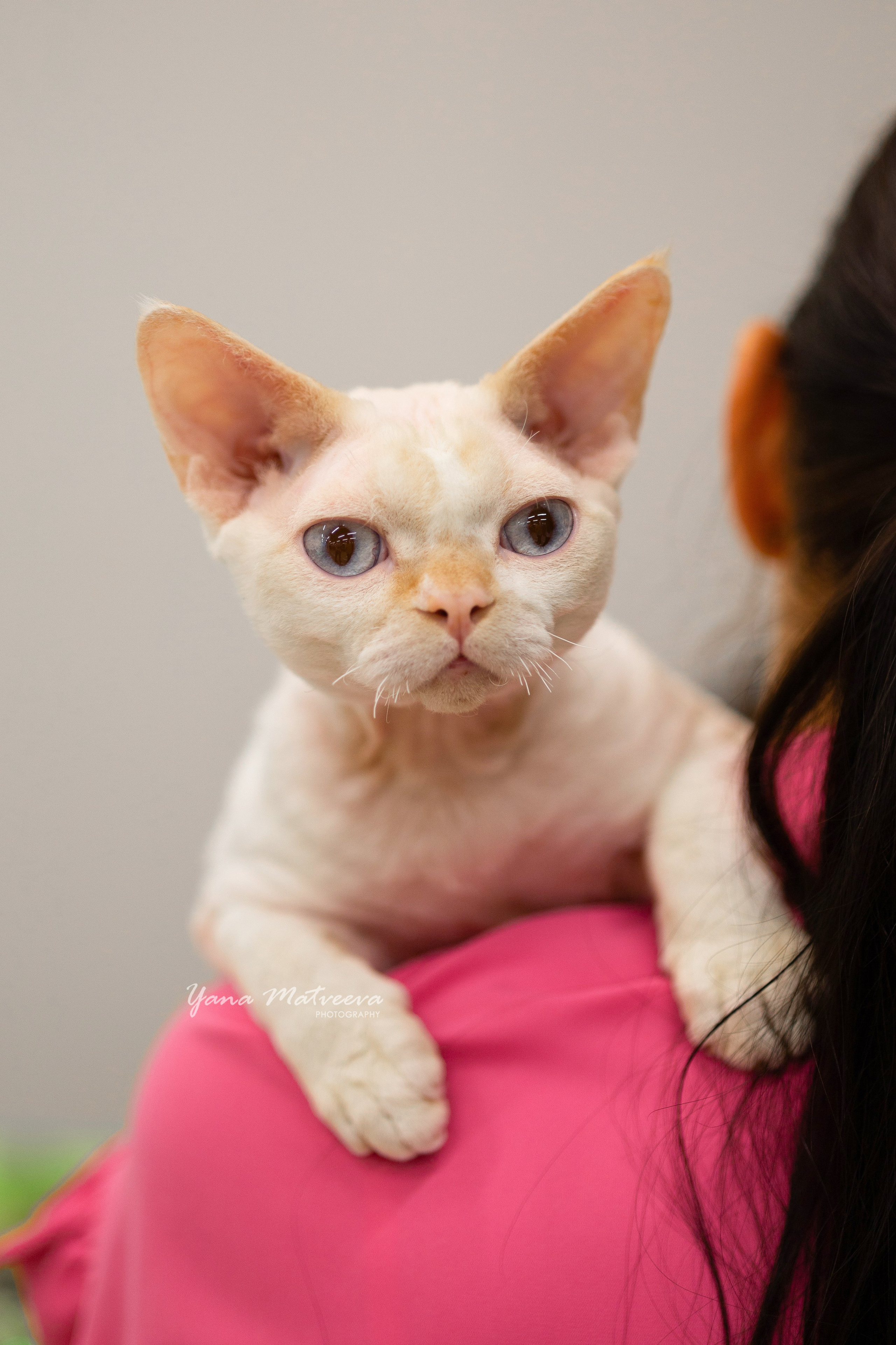 Кошки. Фотограф Яна Матвеева в Ижевске