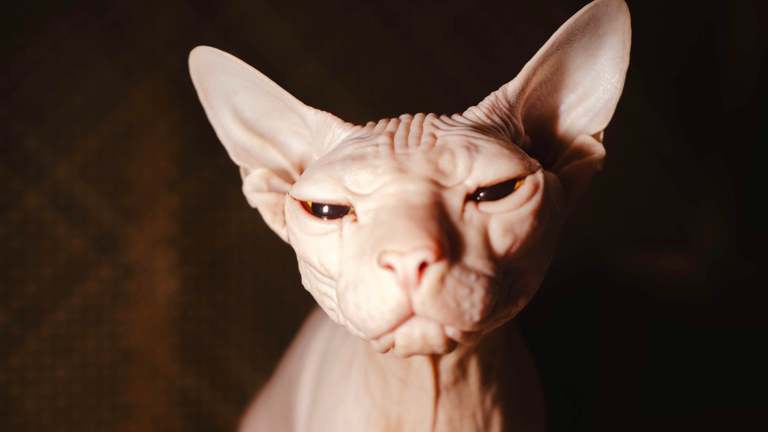 Анастасия Лотарева, фотограф в Москве