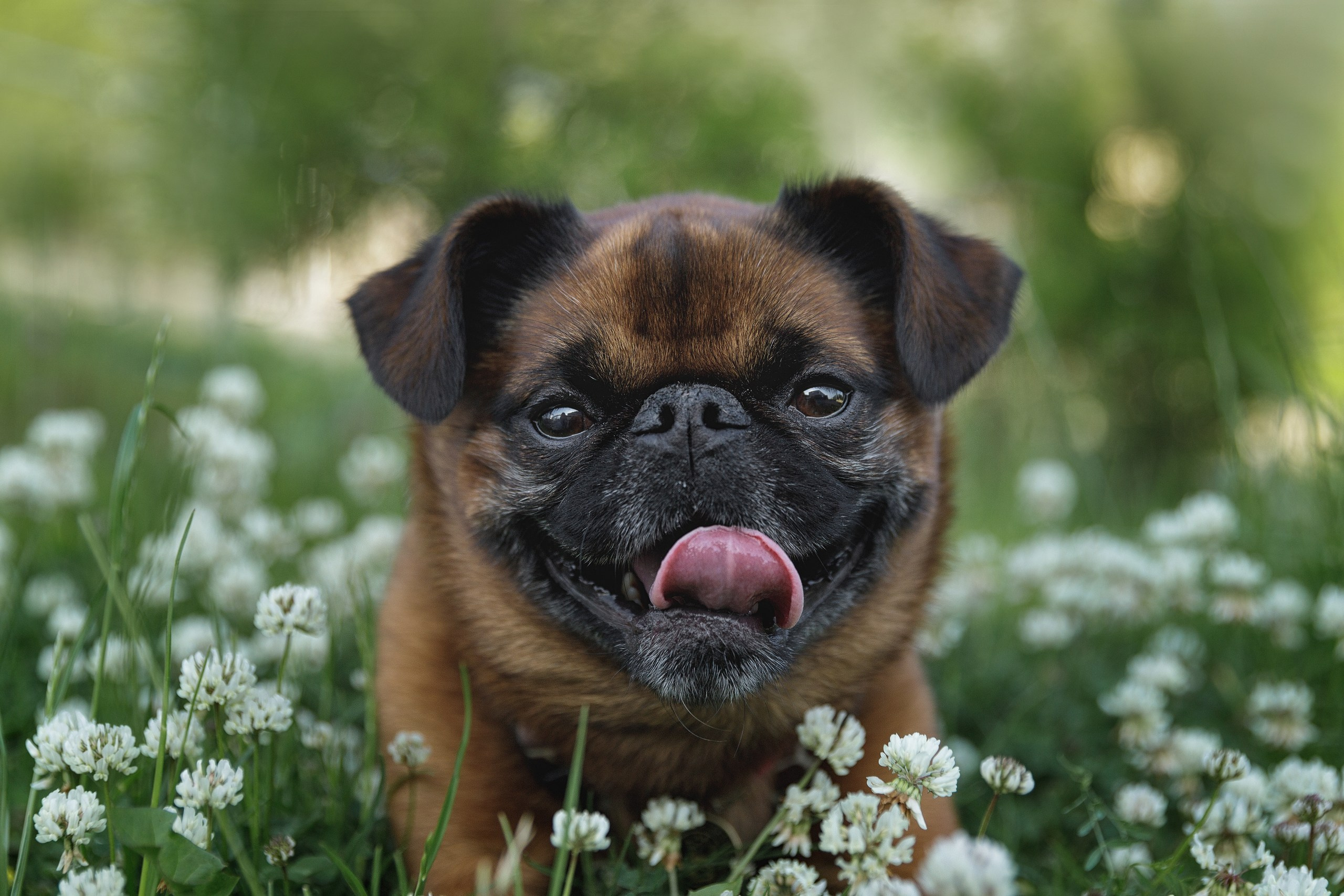 Маша и Арки. Фотограф-анималист в Калуге Мария Шерскова