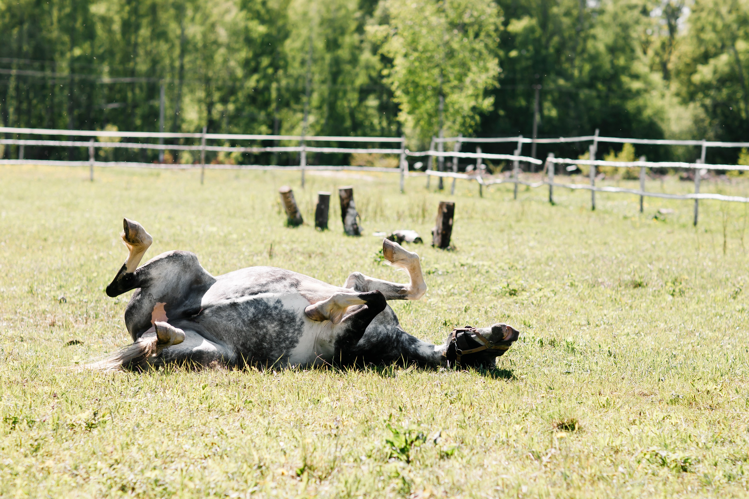Гликерия и Дмитрий|Ранчо. Свадебный фотограф Серпухов — Москва Ольга Васильева
