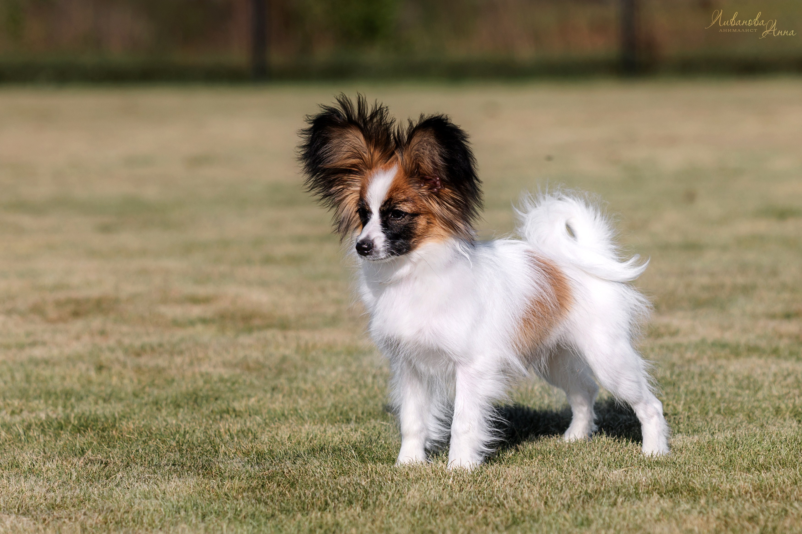 Хьюстон. Фотограф анималист Аня Ливанова | Рыбинск