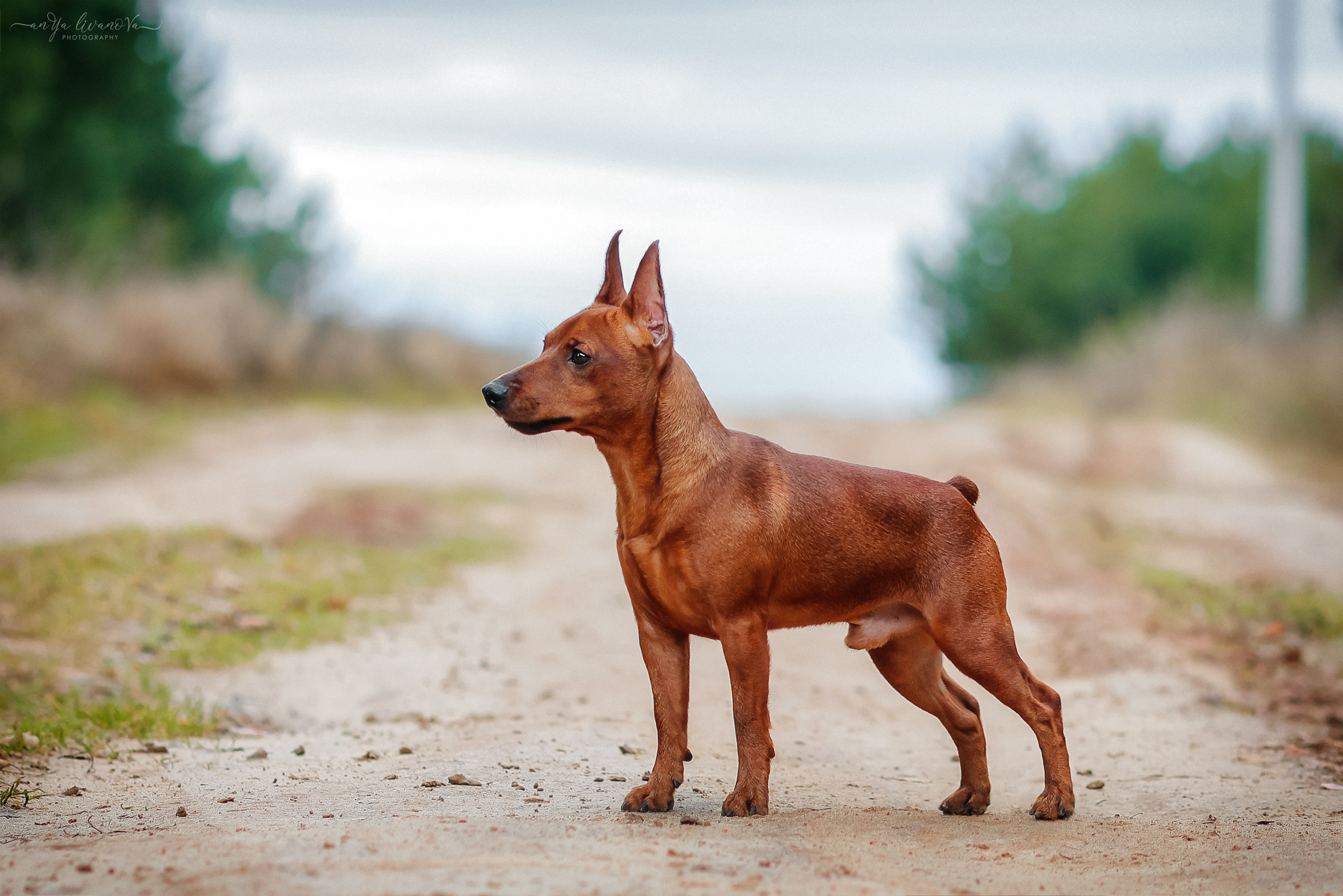Пашка. Фотограф анималист Аня Ливанова | Рыбинск