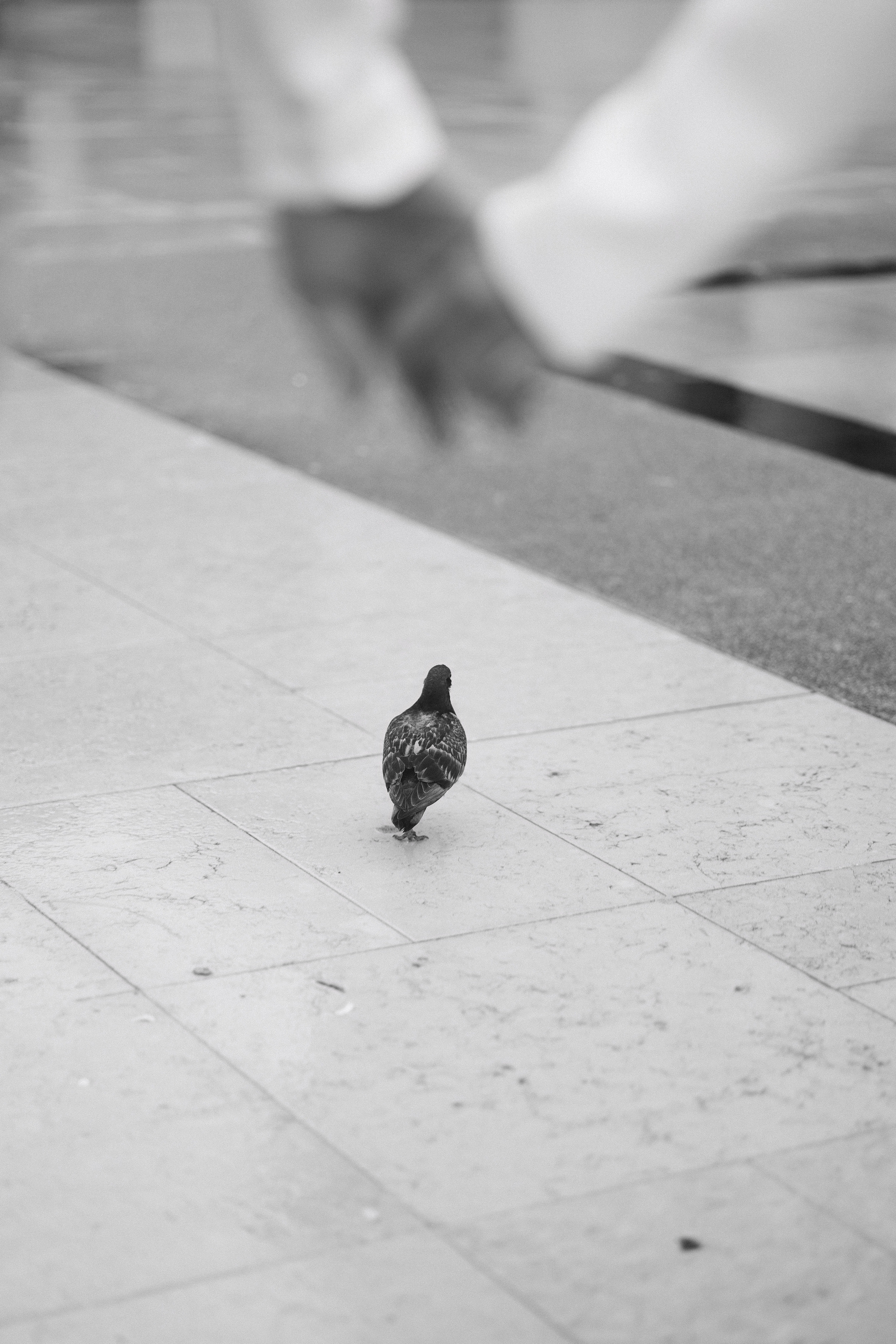 Париж для двоих. Свадебный фотограф Минск РБ