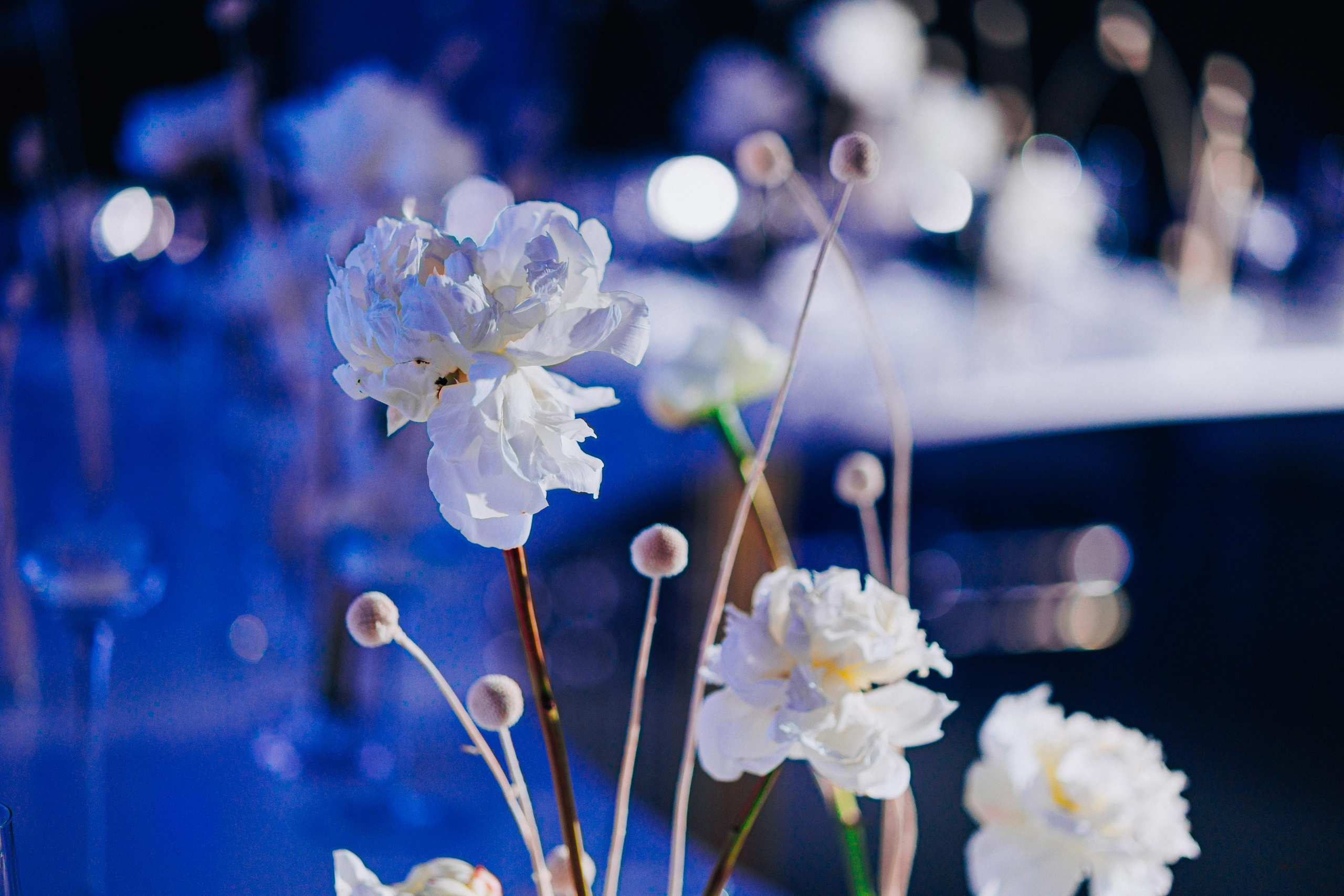 Гала-ужин SHEF-POVOR.BY. Свадебный фотограф Минск РБ