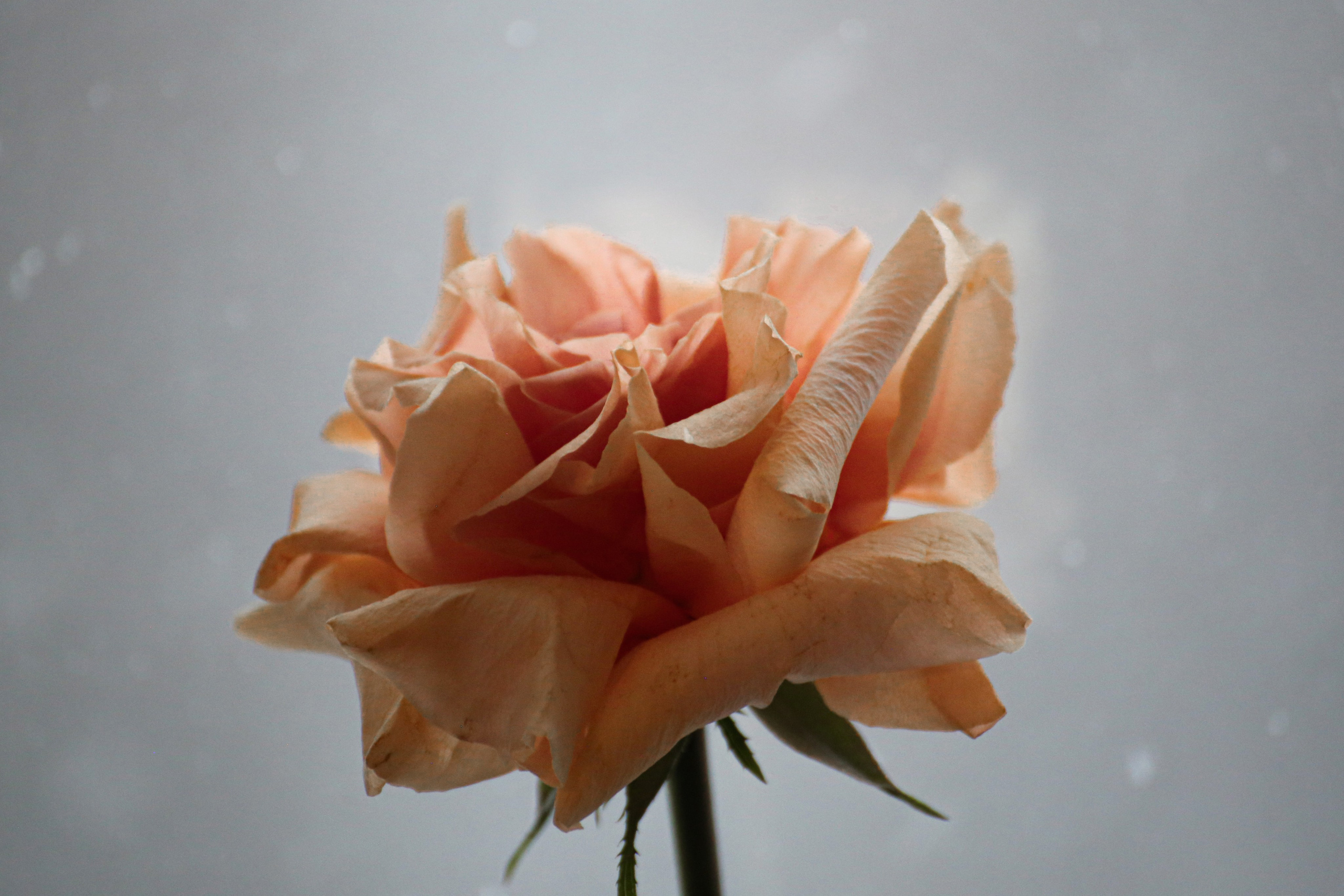 Цветы. Костюмер, художник кино и телевидения в спб