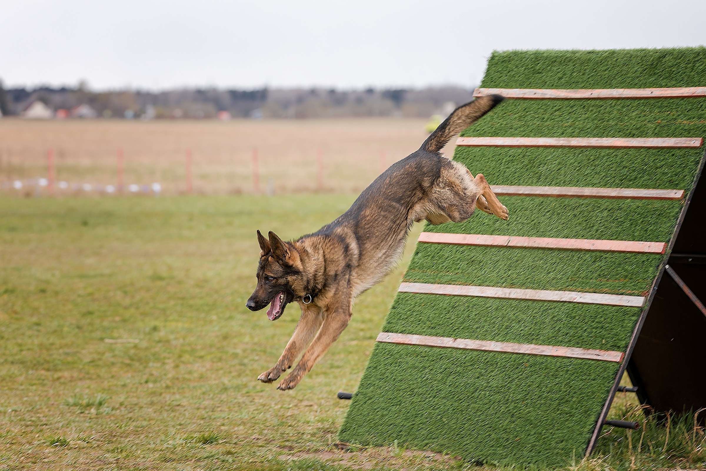 Чемпионат СЗФО по IGP 1 — 3. Irenephoto.ru