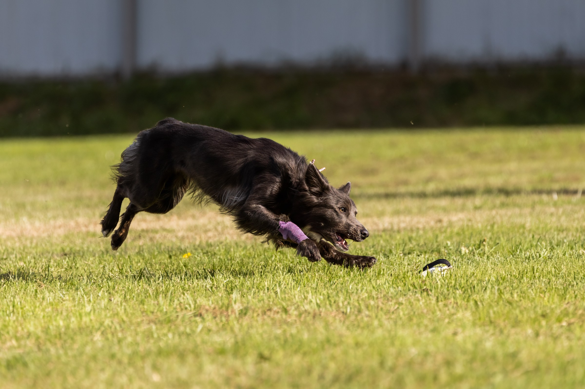 Дог-фризби. Irenephoto.ru