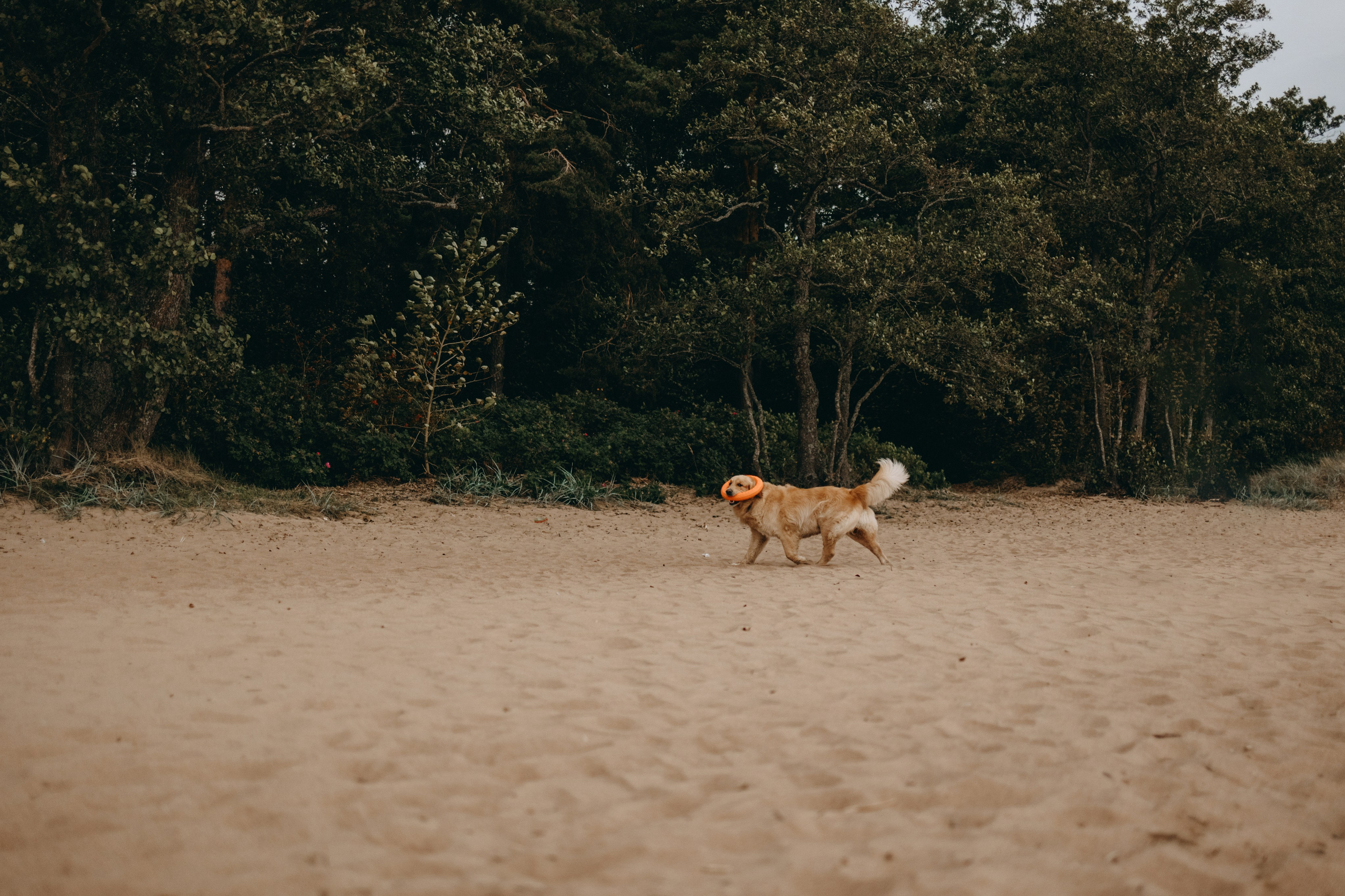 Фоси и его семьи. Фотограф — Анималист | Санкт-Петербург