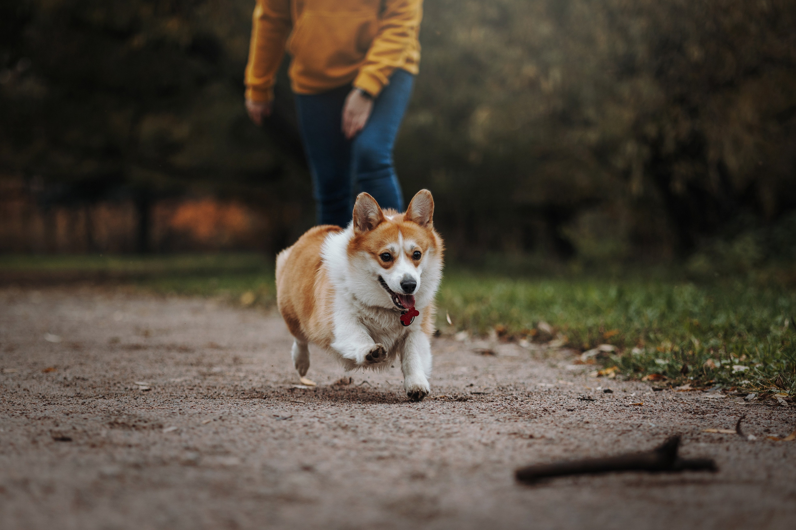 Юля и Терри. Фотограф — Анималист | Санкт-Петербург