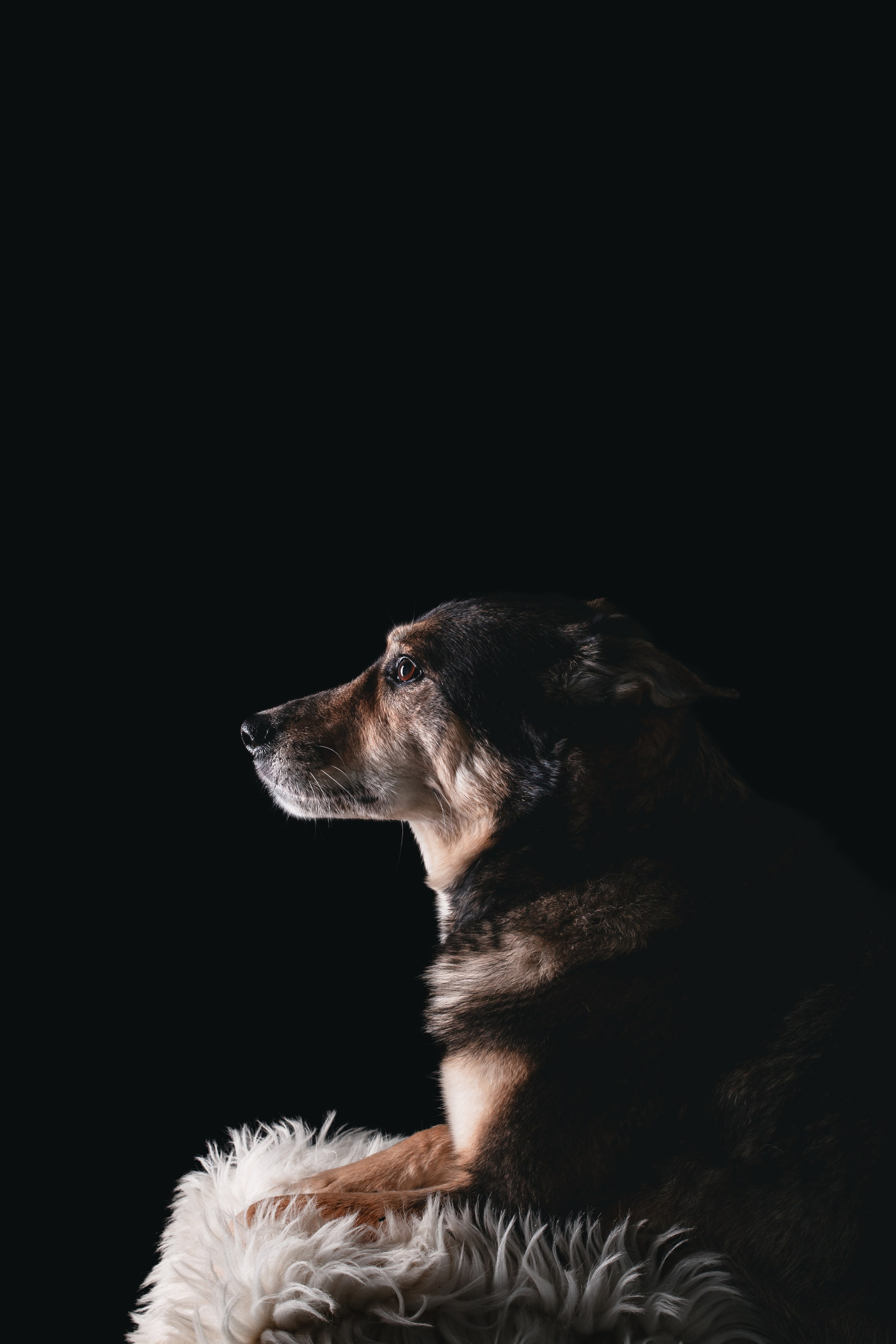 Студийная фотосессия с цветным светом. Фотограф-анималист Татьяна Степанова