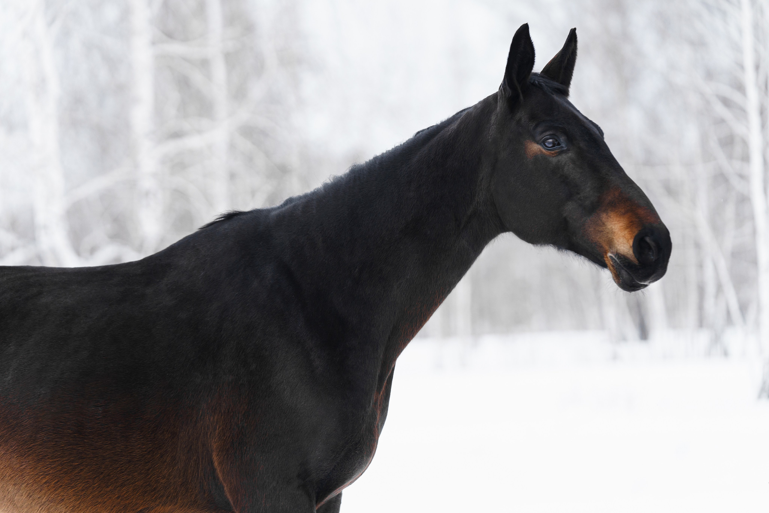 Хронистка. Главная