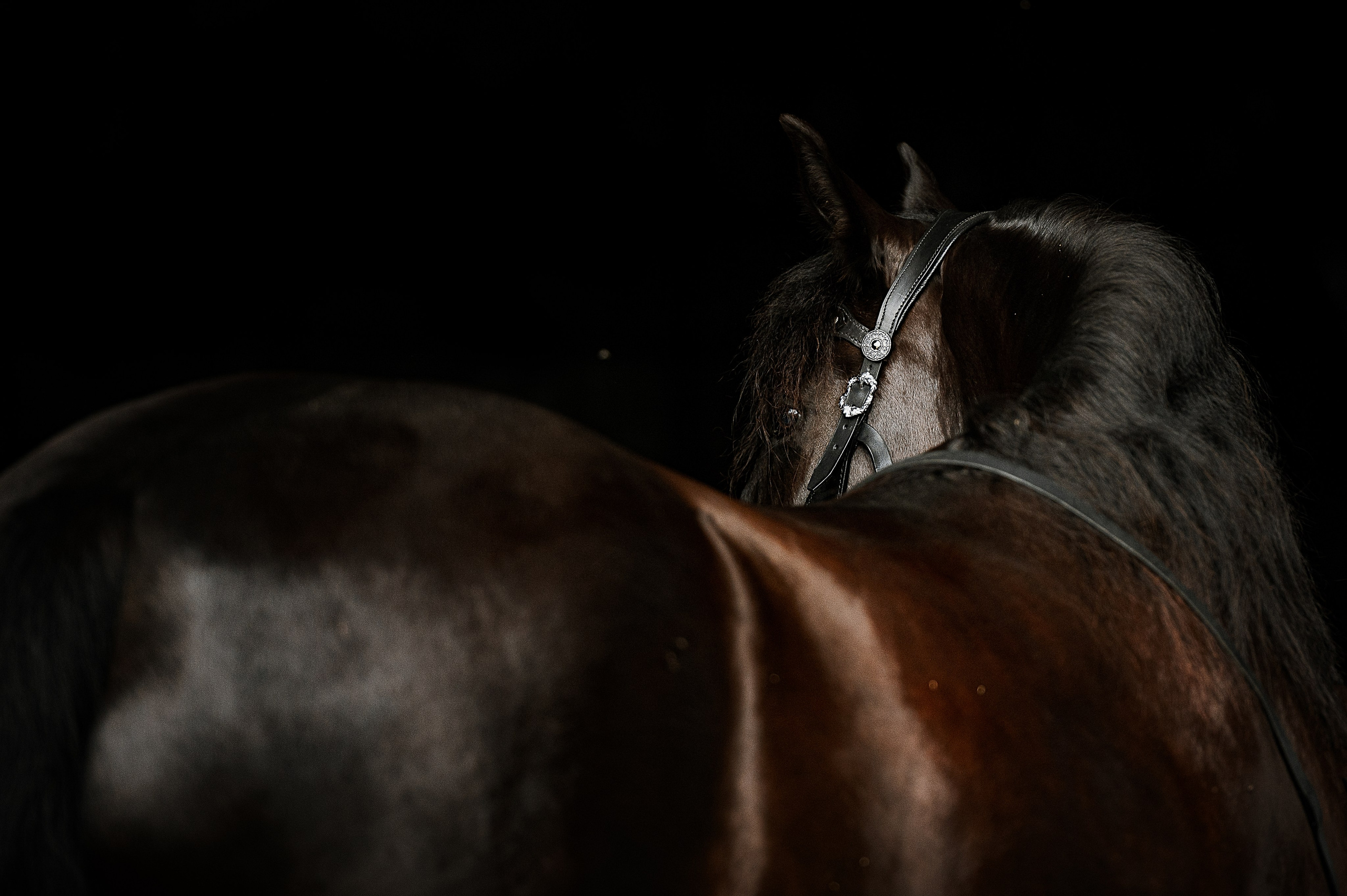 Мара. Фотограф-анималист