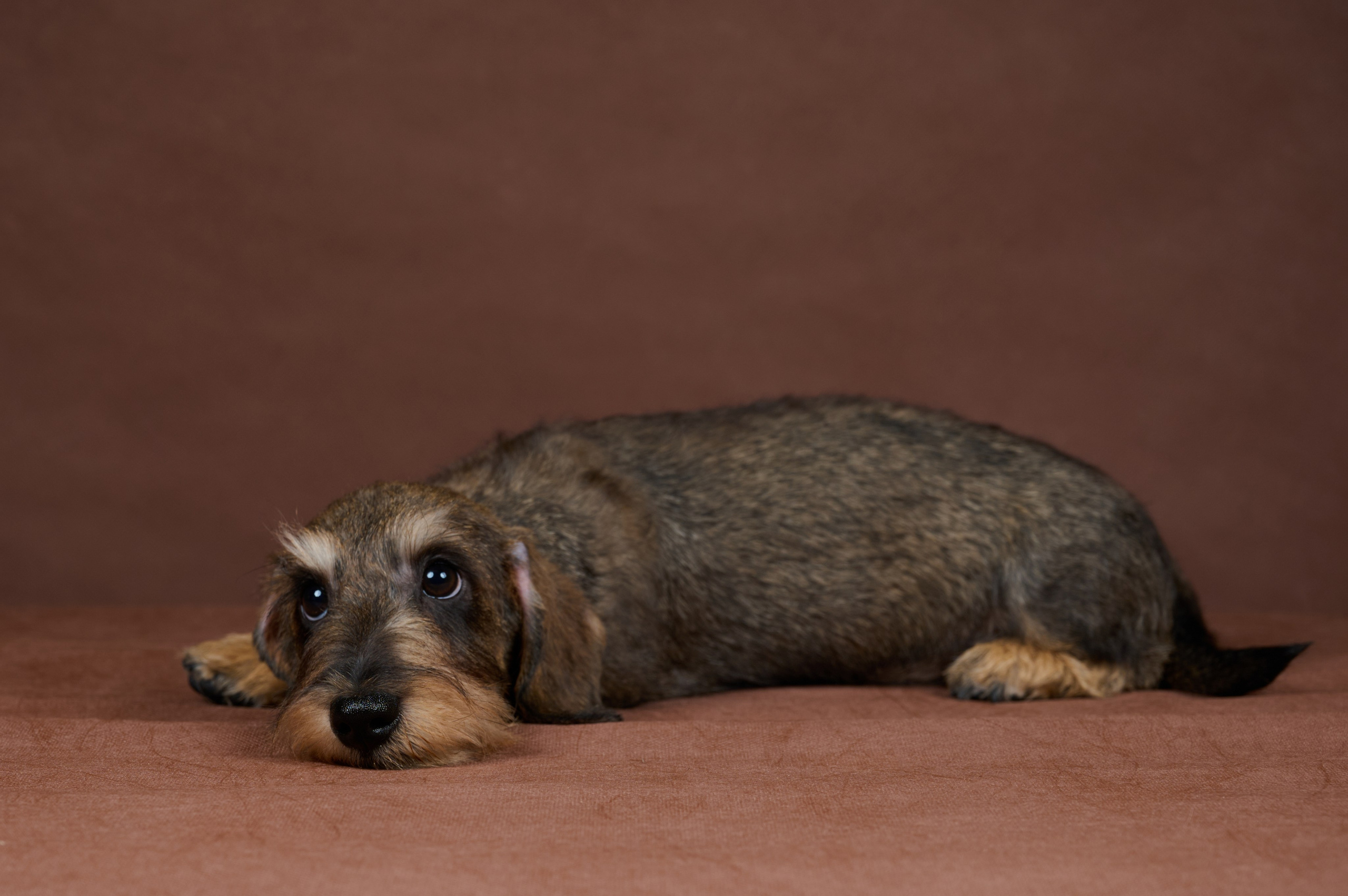 Щенки в домашней студии. Фотограф анималист в Казани Алина Сулейманова. Фотограф животных