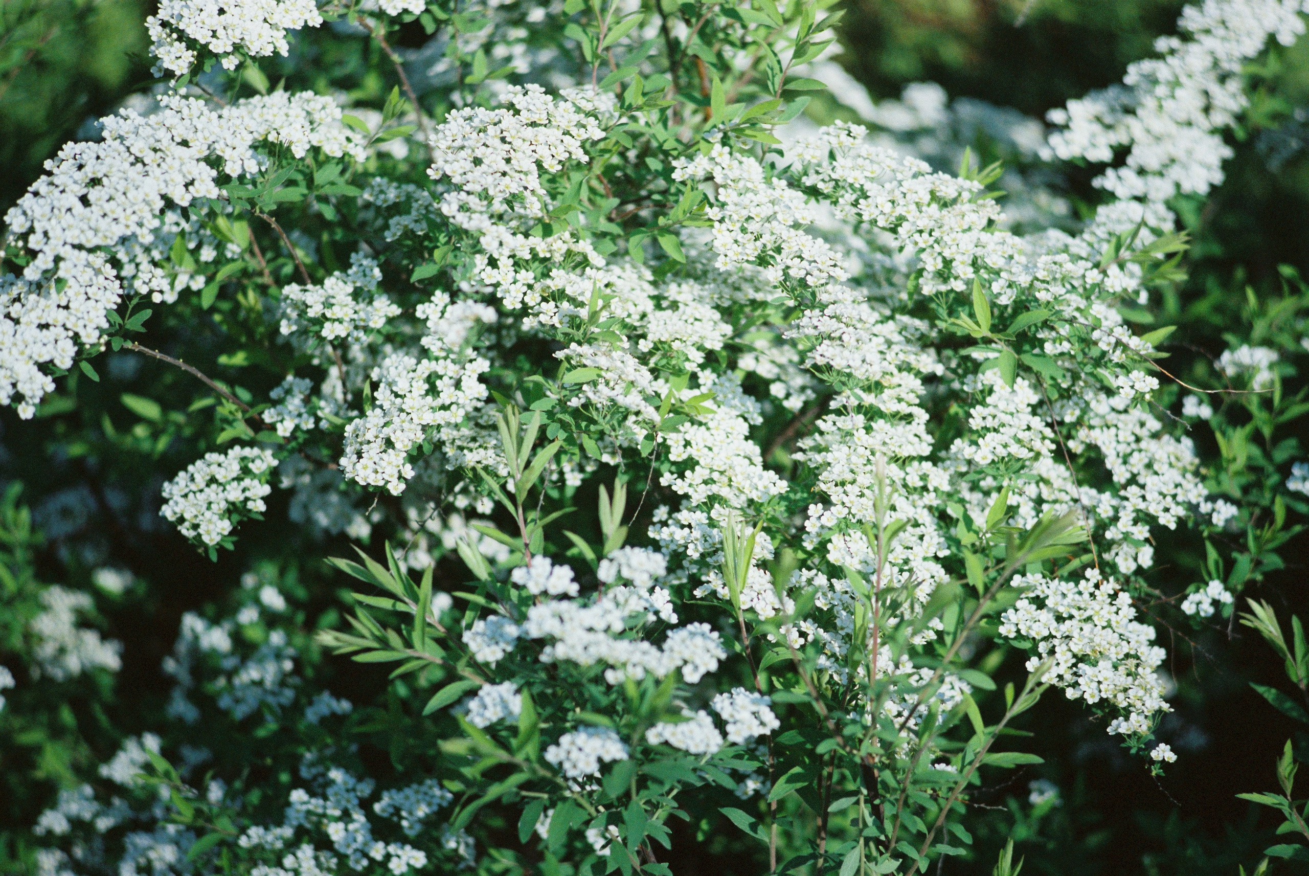 Плёнки. Кира Кечекьян — фотограф в Москве