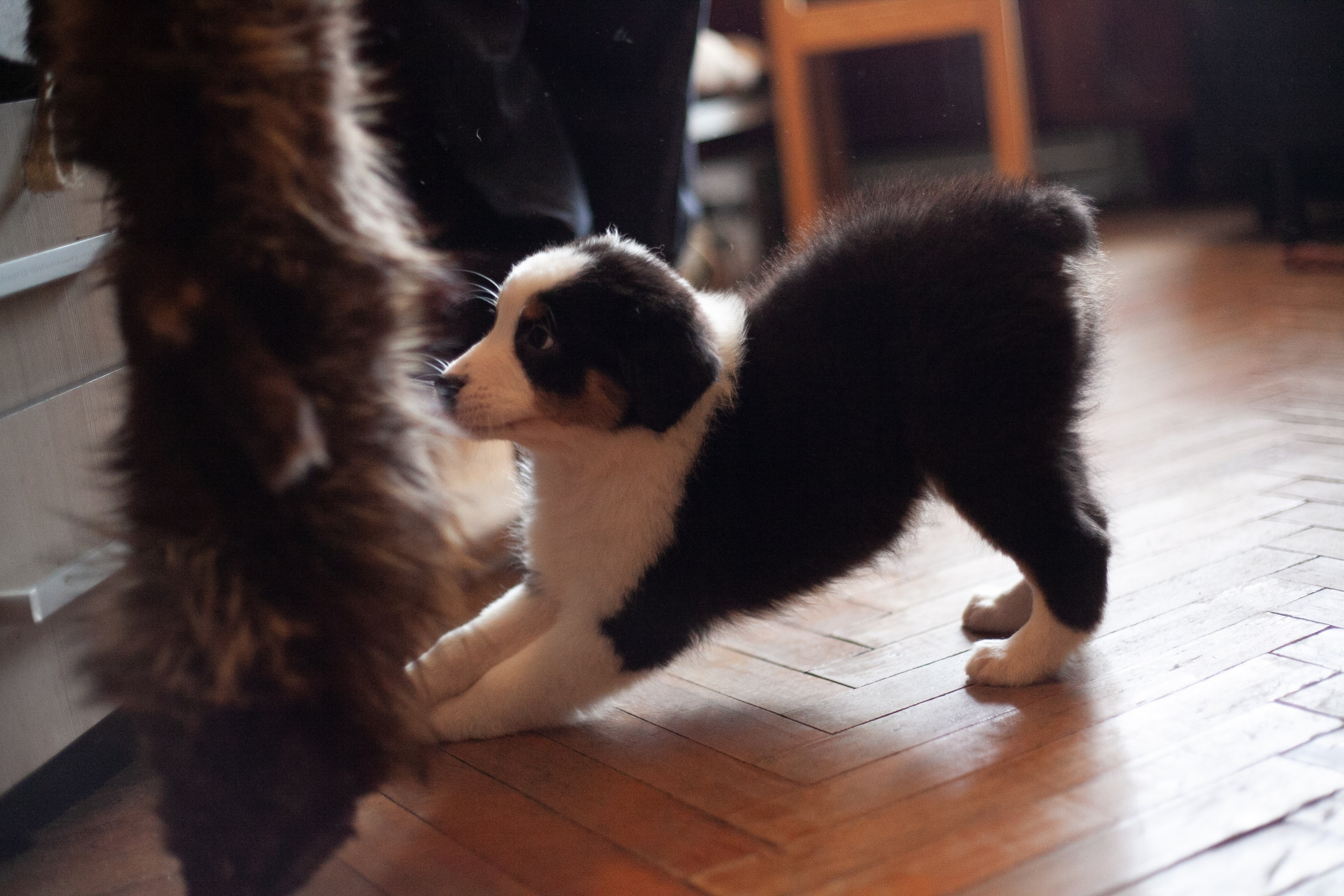 Рави. BLGKV питомник собак