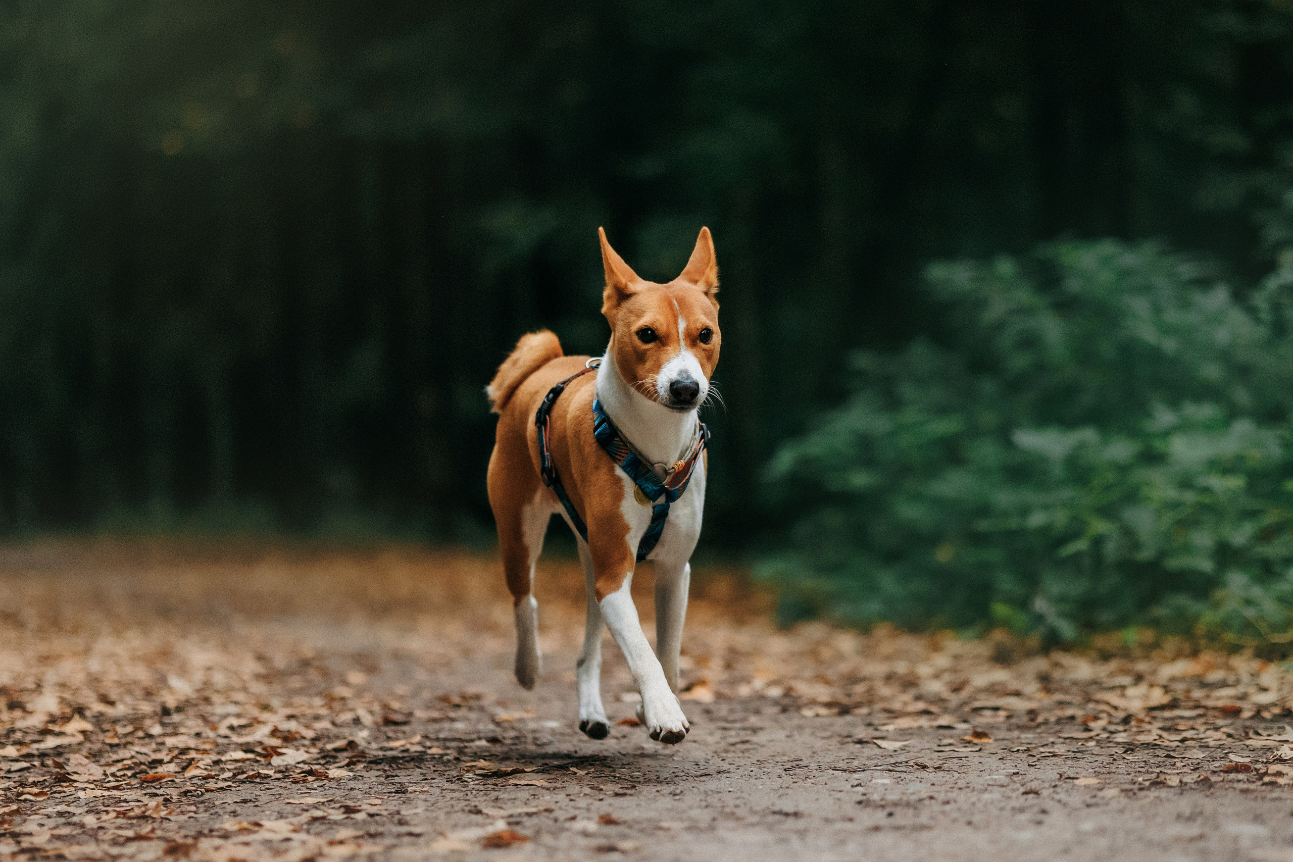 Лена и Джин. Фотограф-анималист Елена Радченко, Москва