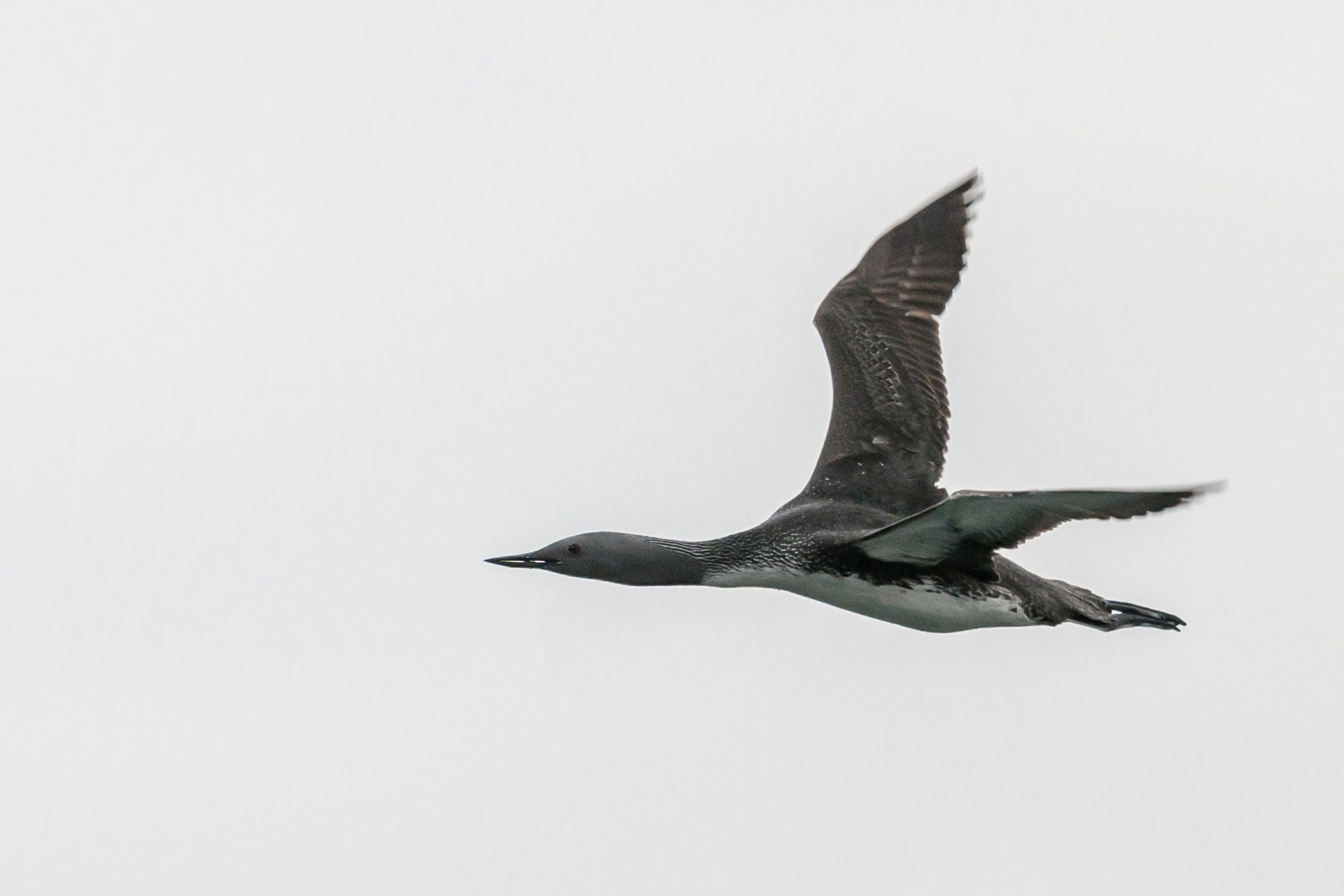 Краснозобая гагара. Wildlife photography by Sergey Puponin