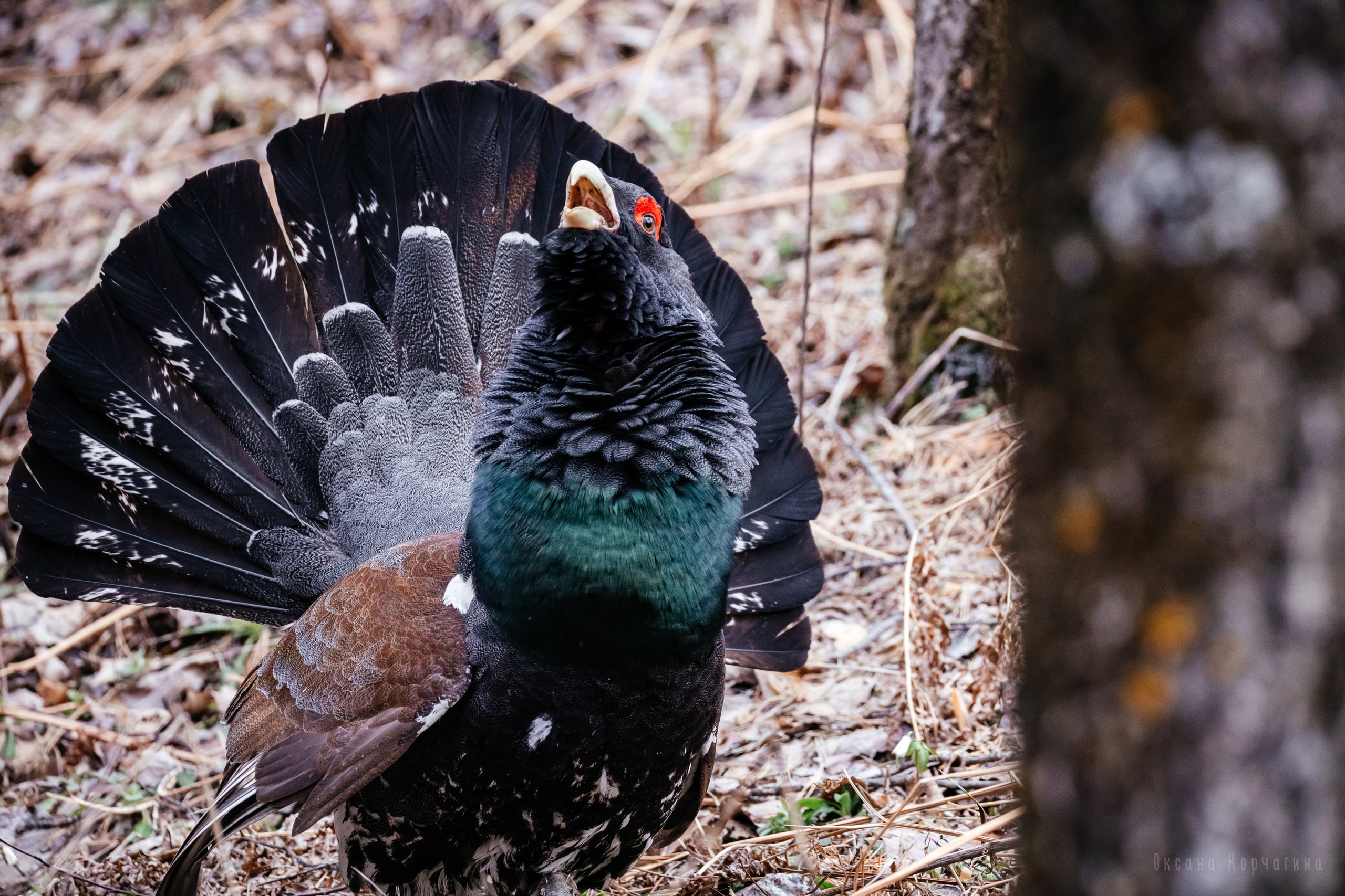 Глухарь. Фотограф в Красноярске Оксана Корчагина