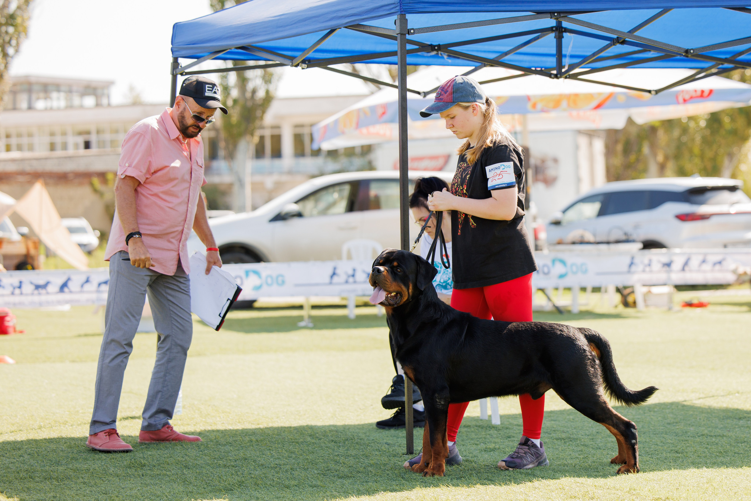 Анапа ротвейлеры 14-15.09.2024. Фотограф-анималист Юлия Германика