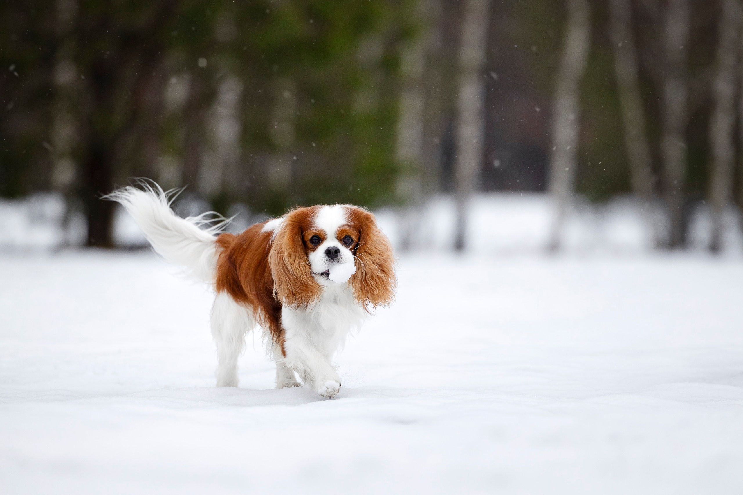 Кавалер Кинг Чарльз Спаниель и Людмила. Фотограф анималист, семейный фотограф, фотограф собак Комратова Мария. г. Москва