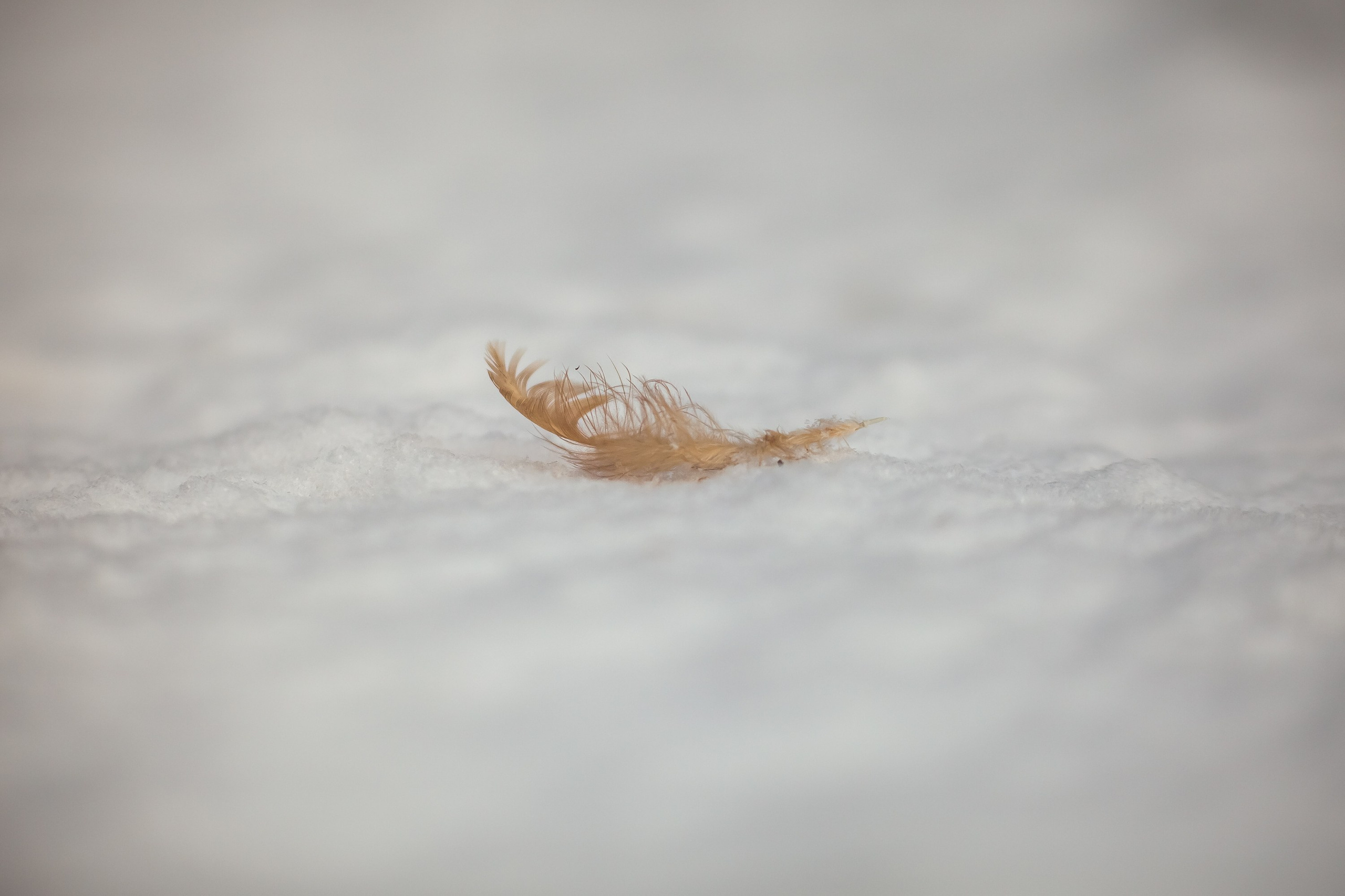 Спящий сад, Елены Асташкиной. Туманов Виталий — фотограф Москва