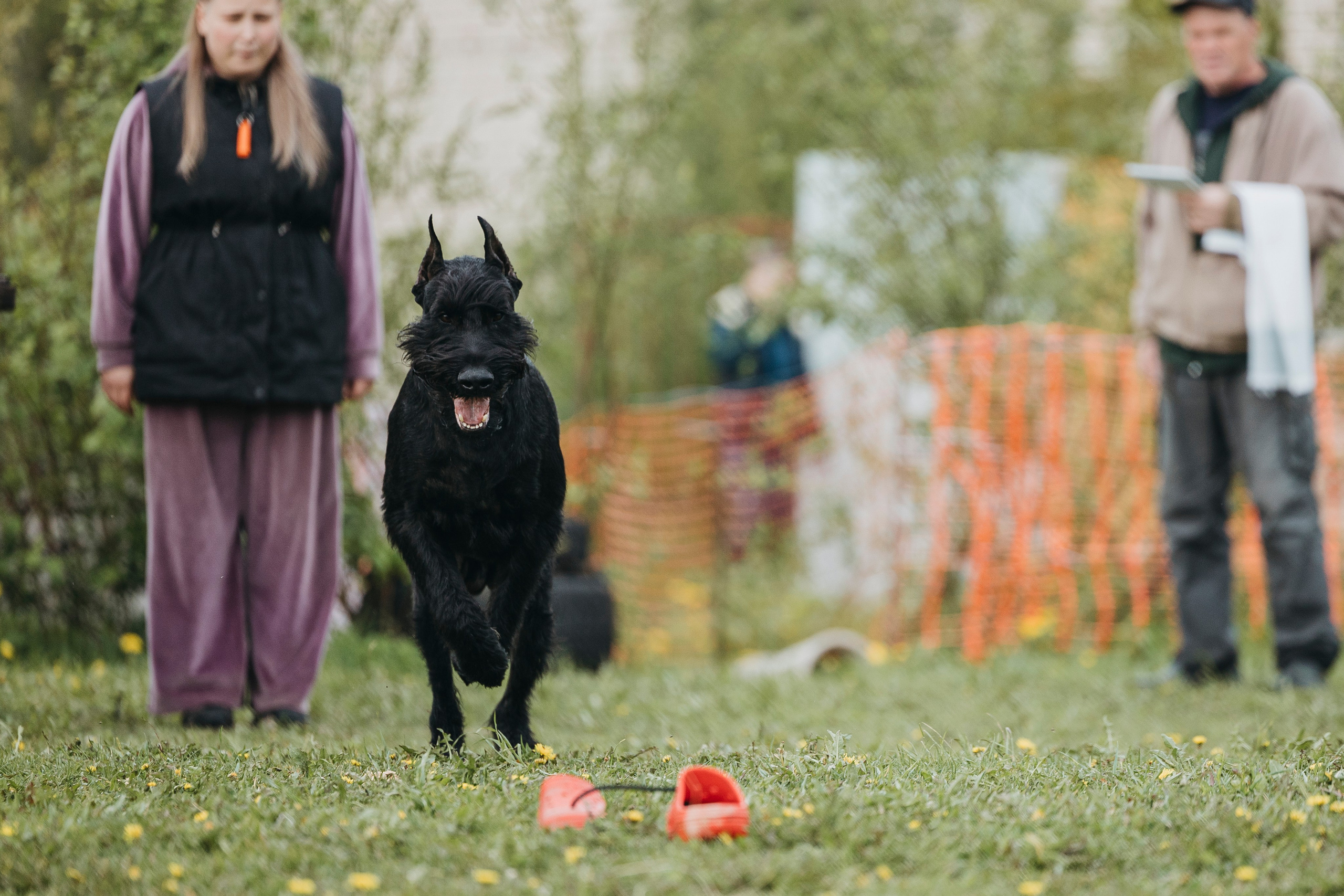 26.05.25 г. Пушкин квалификационные соревнования. Фотограф-анималист Анна Маринич