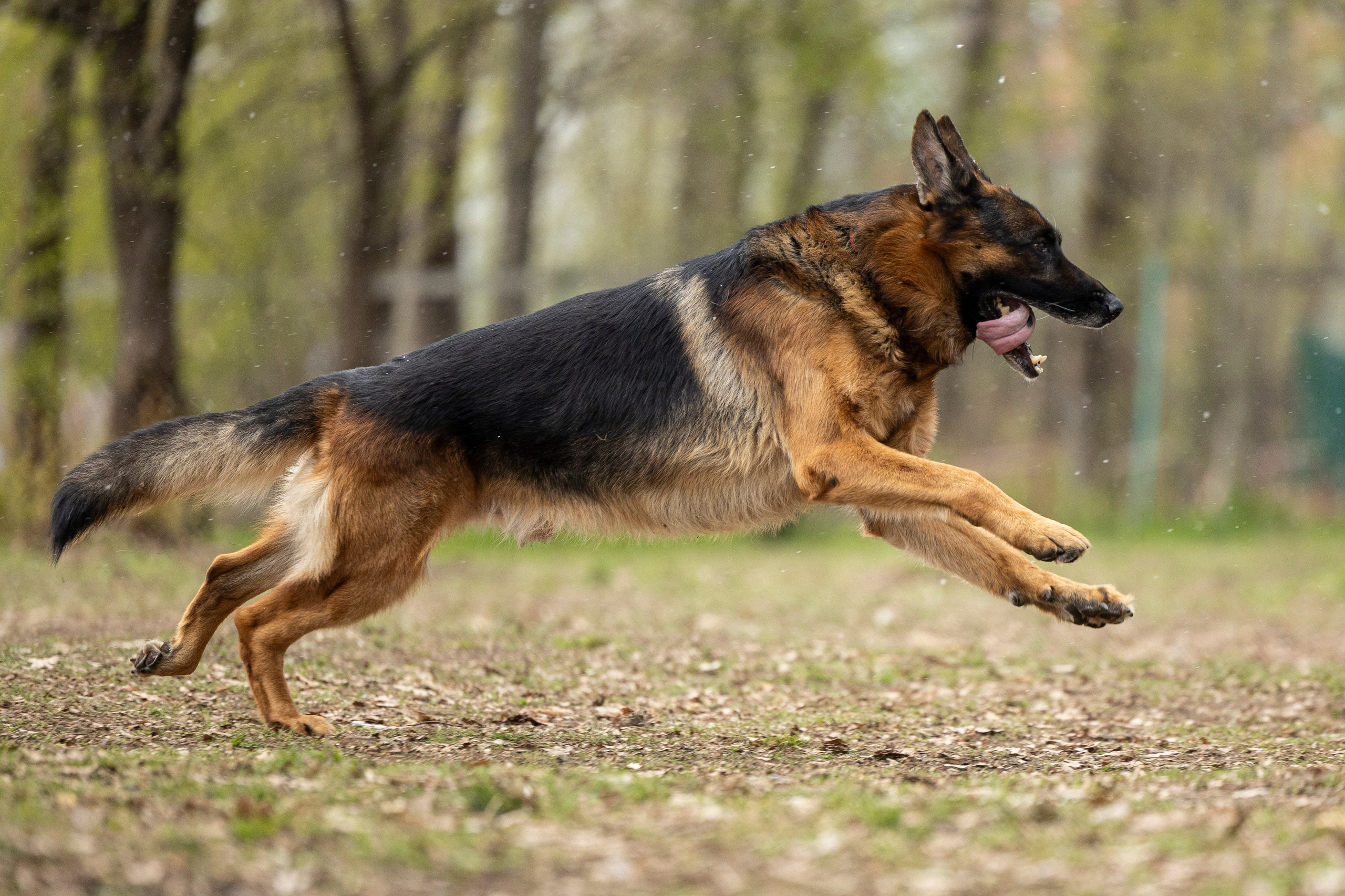 Квалификационные состязания по мондьорингу г. Вологда 11.05.24. Фотограф-анималист Анна Маринич