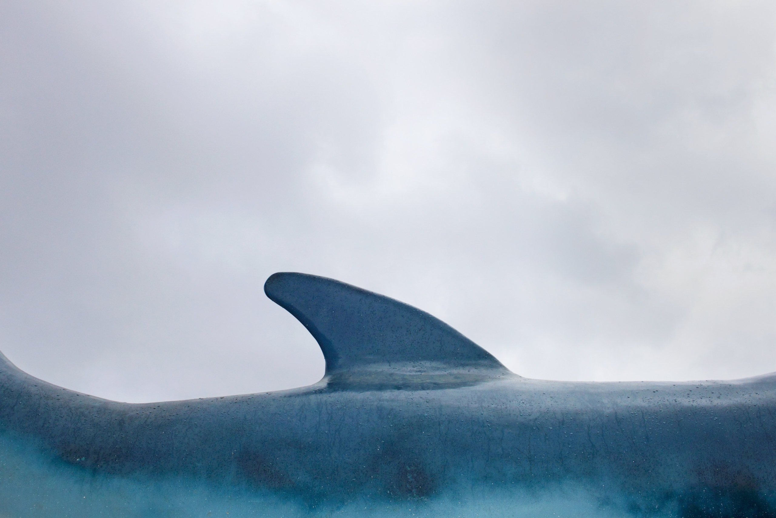 Формальная сторона. Фотографии Саши Любина