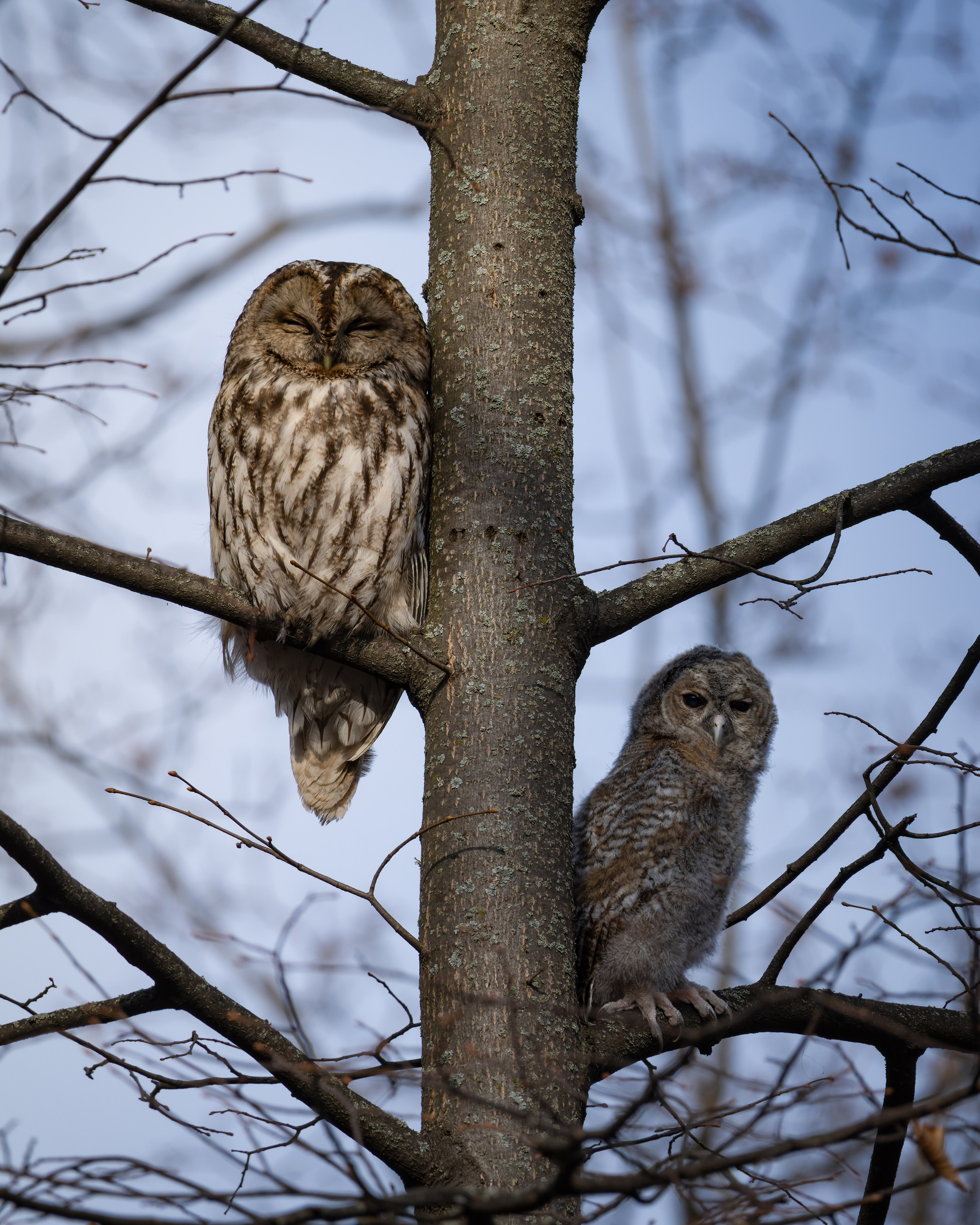 Voronezh 2025. Anton Chernov | Wildlife photographer