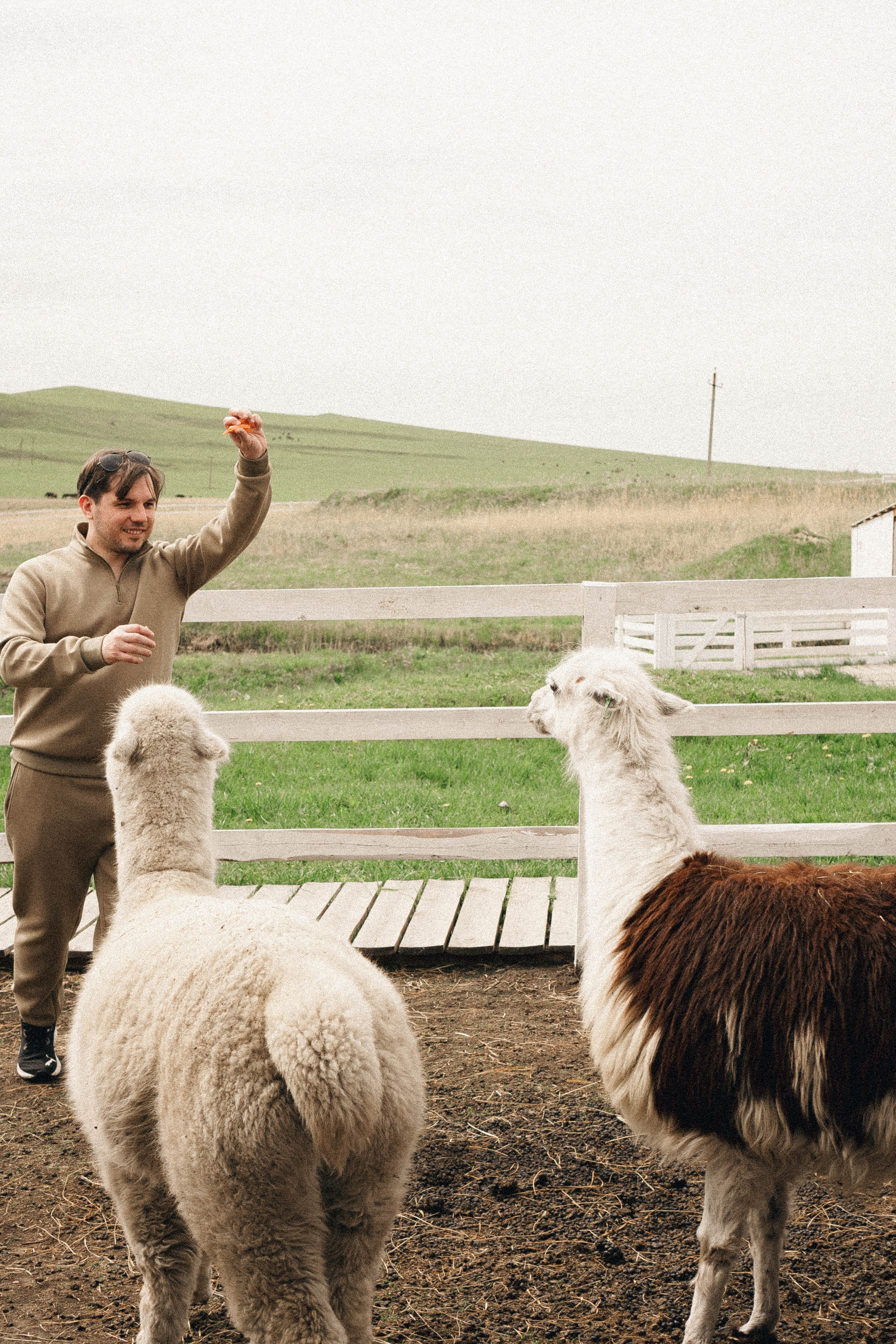 Ферма Альпак. Профессиональный фотограф, Санкт-Петербург — Виктория Богомолова