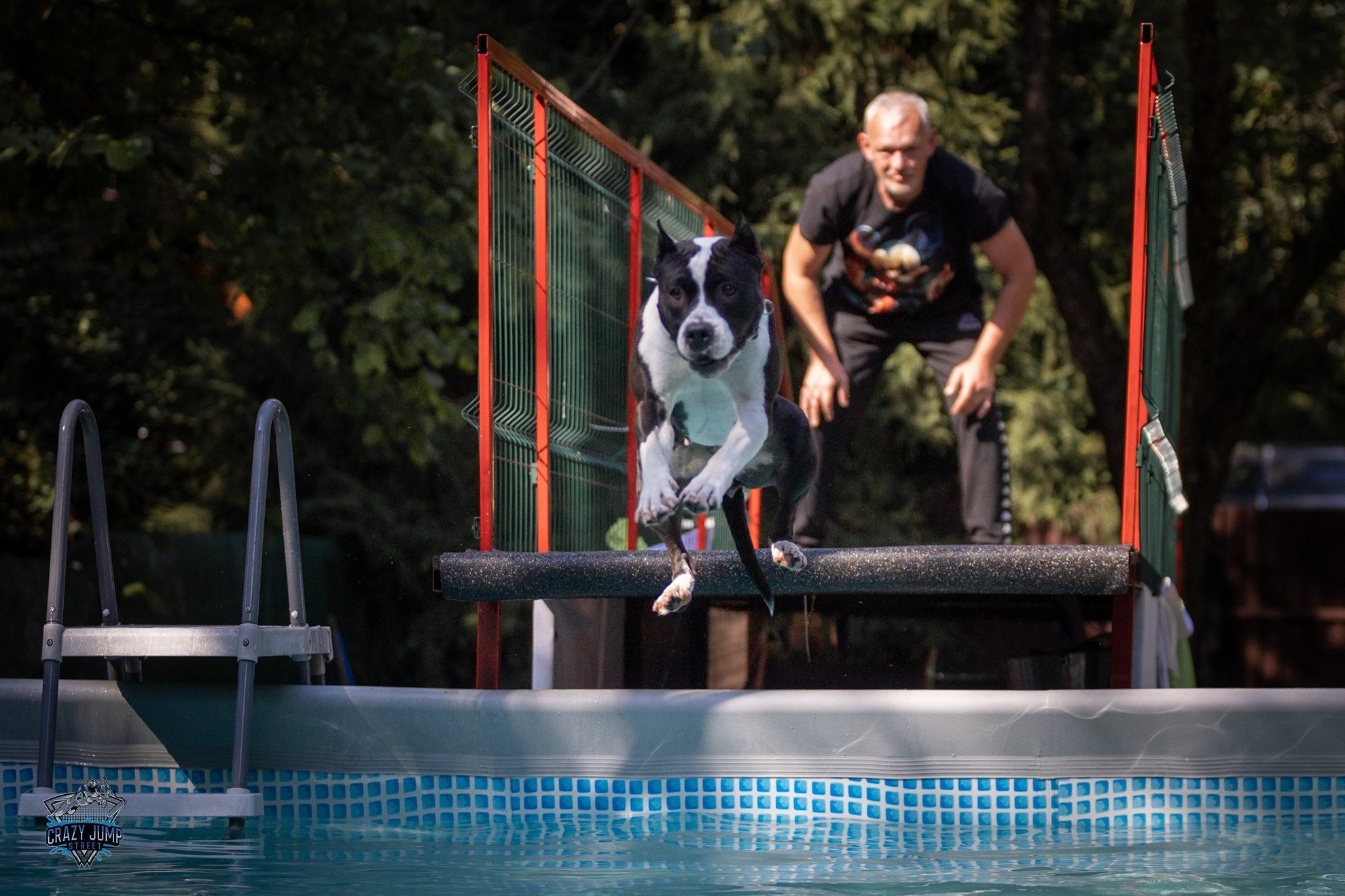 Собаки, спорт, Док дайвинг. Свадебный и репортажный фотограф в Москве и Московской области