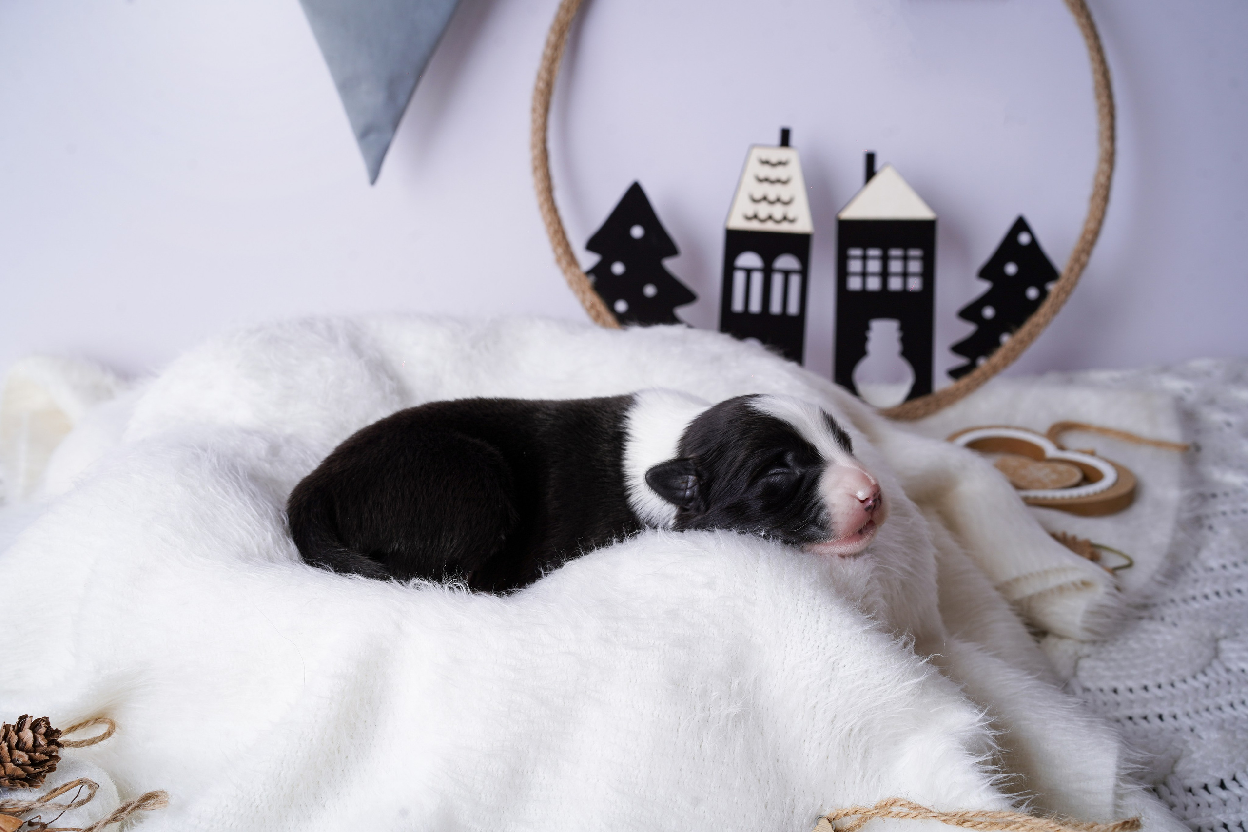 Щенки австралийской овчарки. Фотограф-анималист в Санкт-Петербурге Яна Мартынова