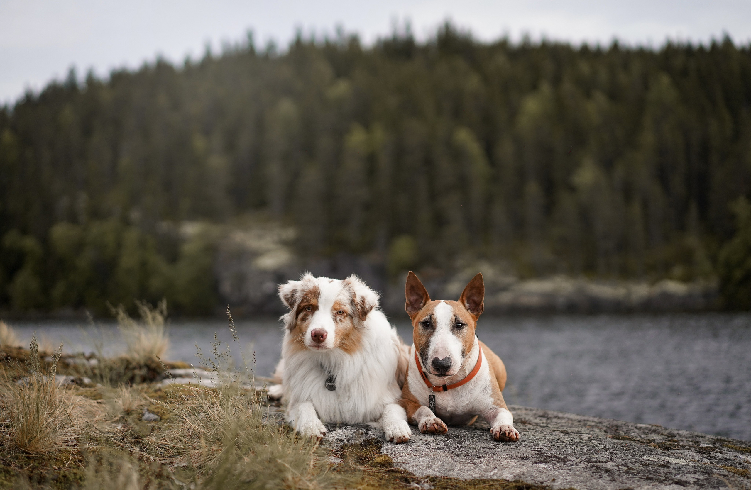 Панда и Юни в Карелии. Фотограф-анималист в Санкт-Петербурге Яна Мартынова