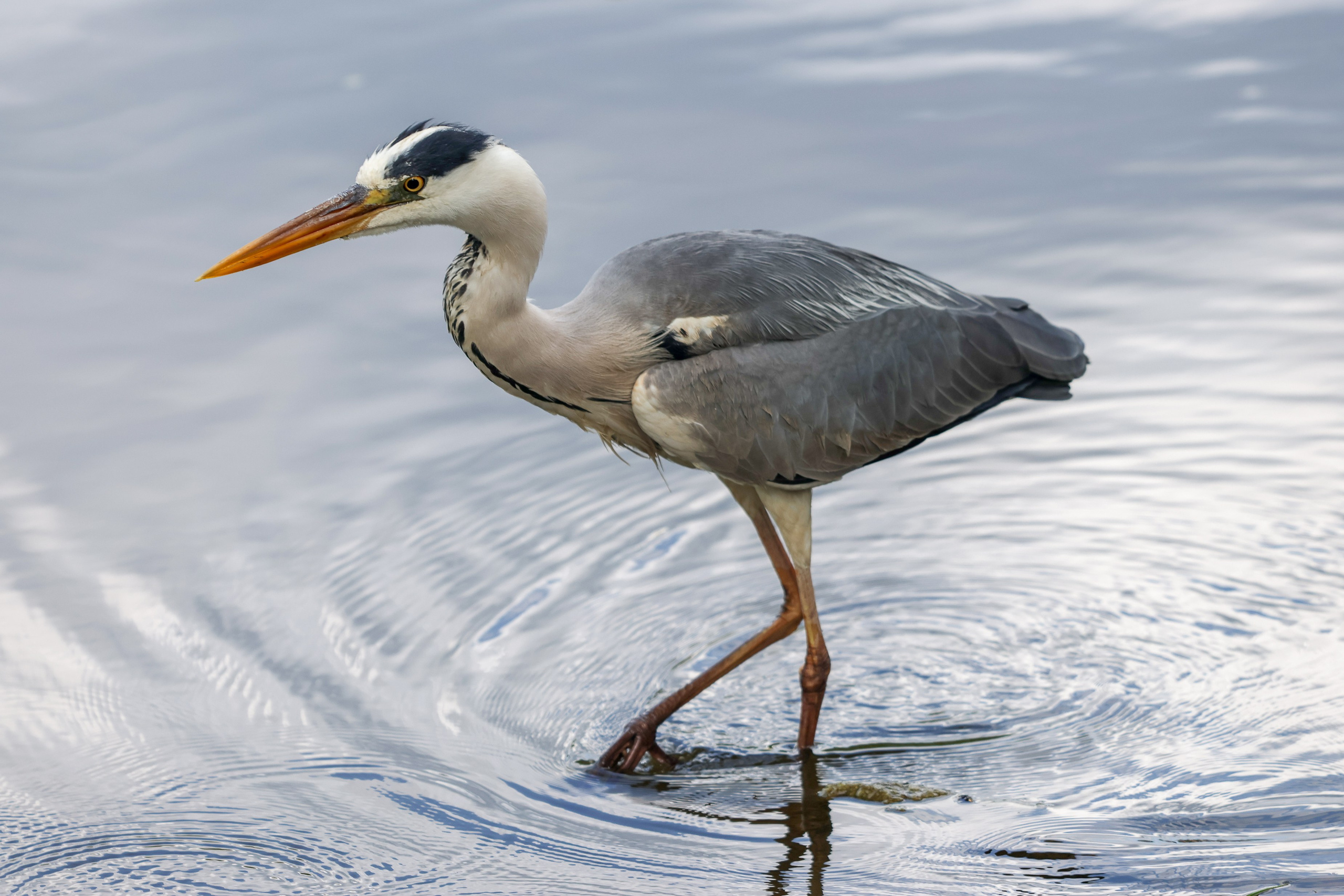 В мире животных. Фотограф Дмитрий Алексеев