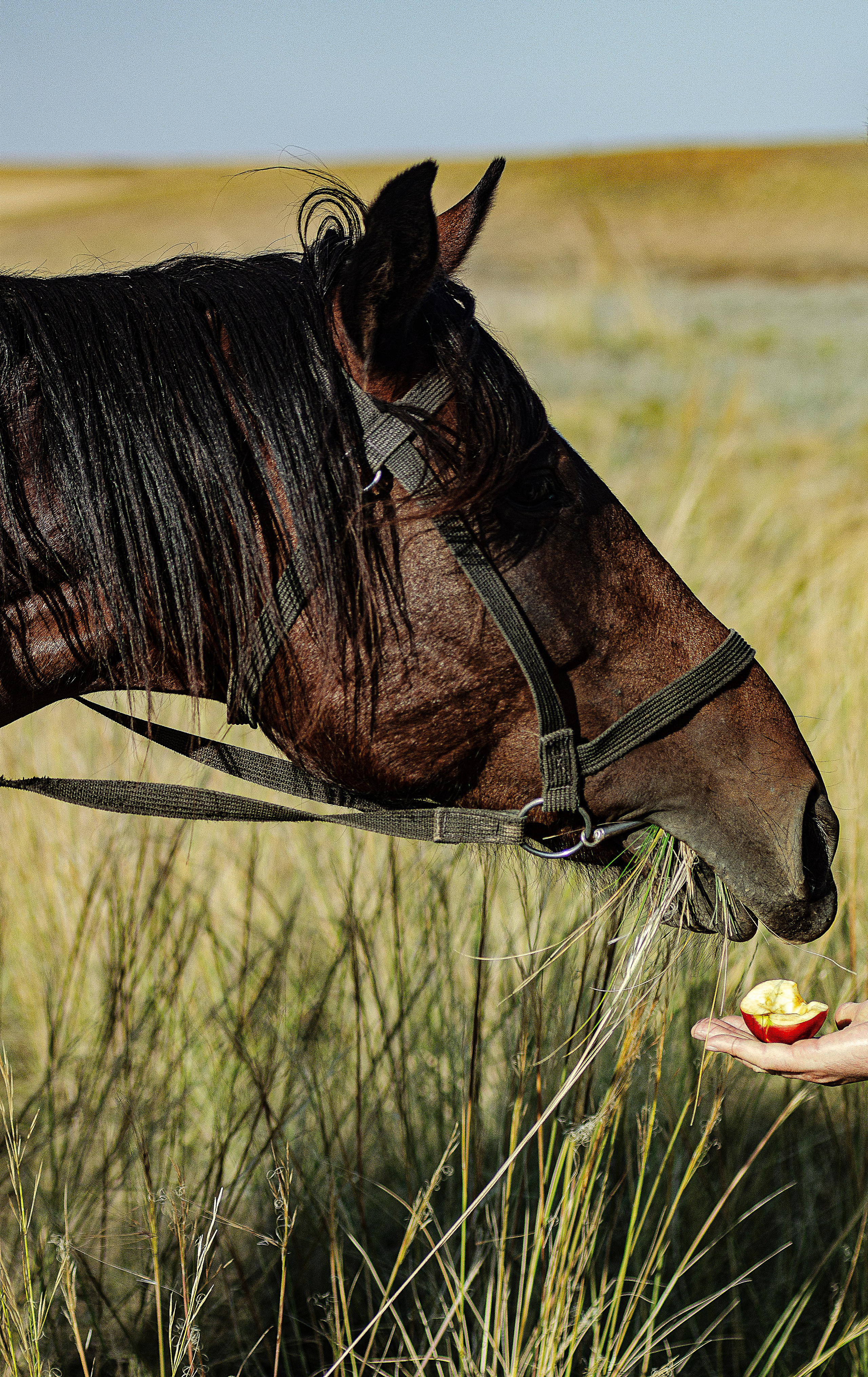 Птицы.Животные. Sreda fotoArt