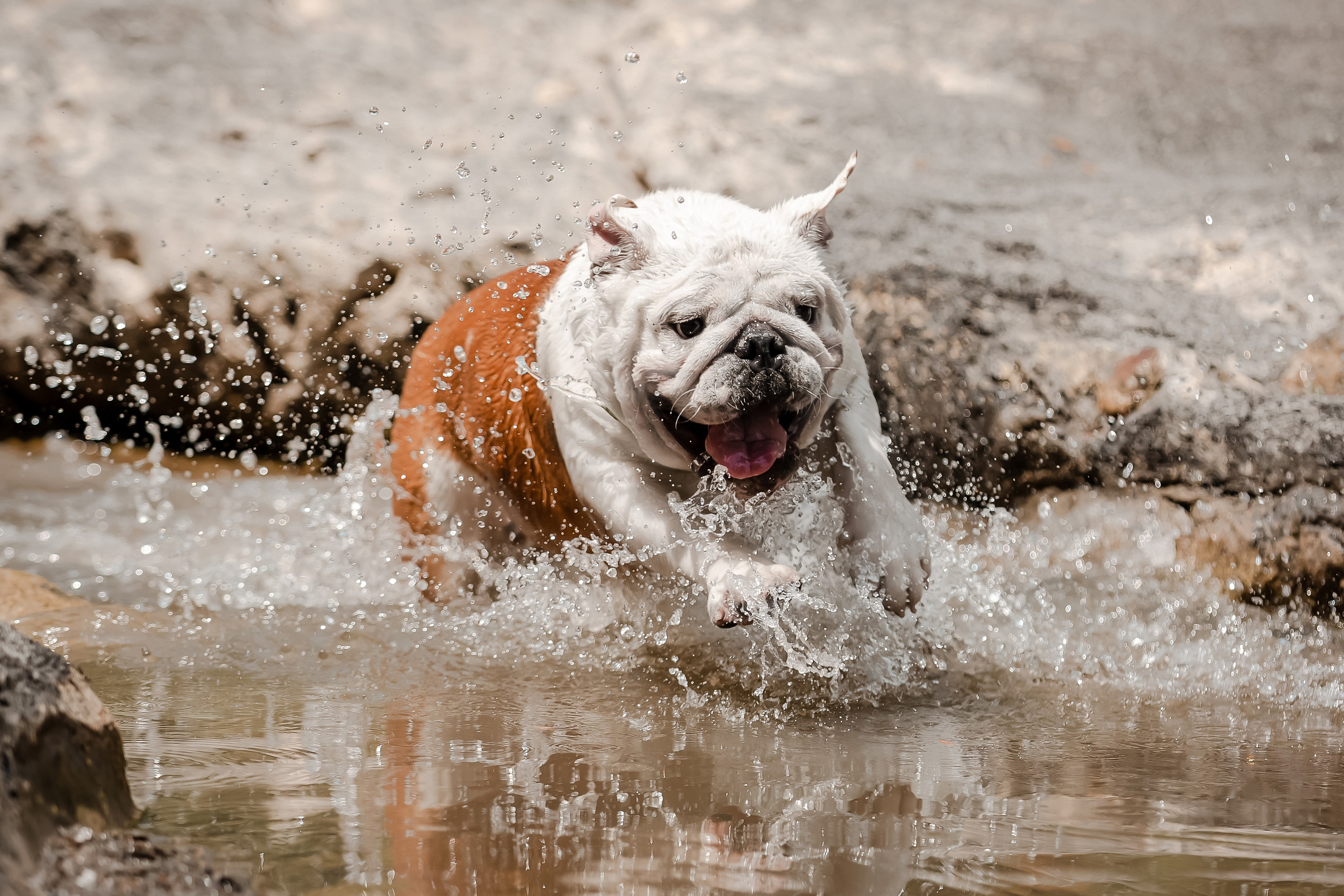 Фотосессия английского бульдога на речке. Фотограф-анималист в Краснодаре Маша Мельникова