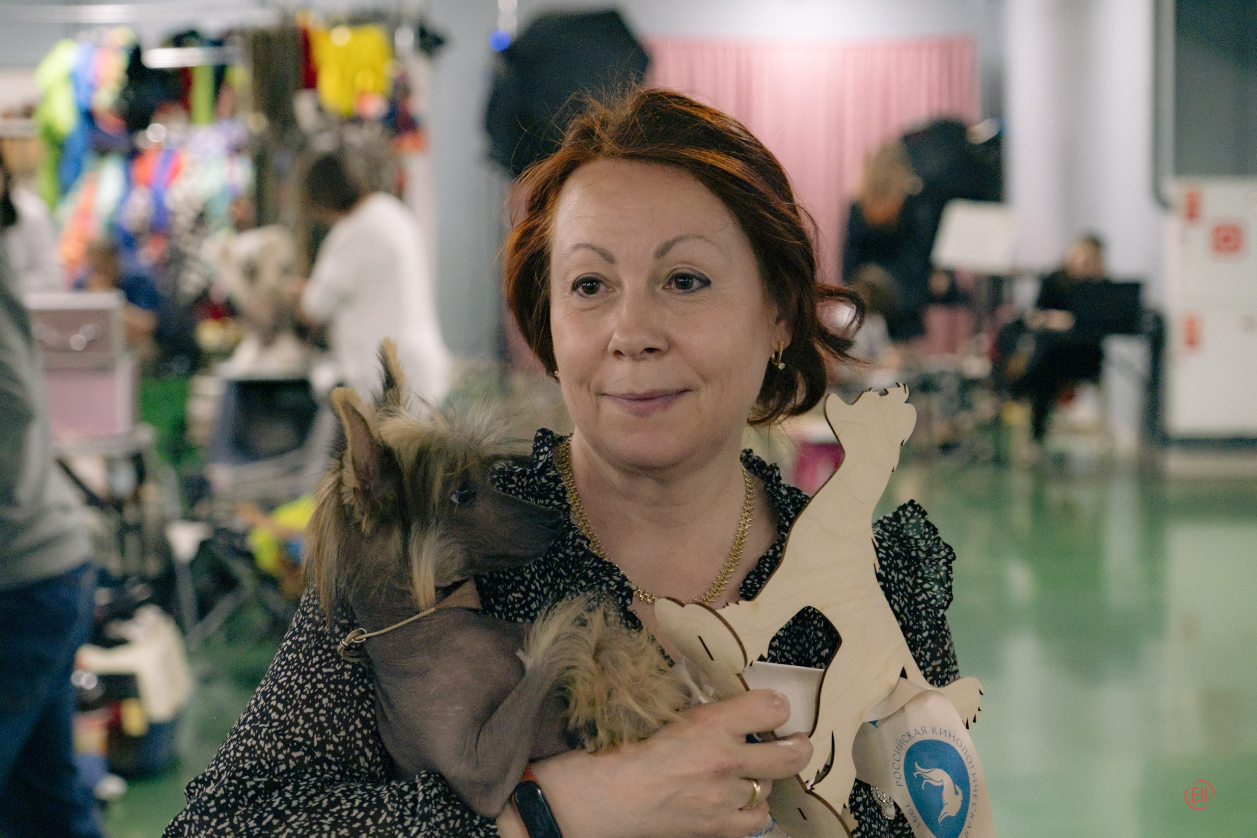 Национальная выставка китайских хохлатых собак 2023. Питомник китайских хохлатых собак Poale Ell: купить щенка