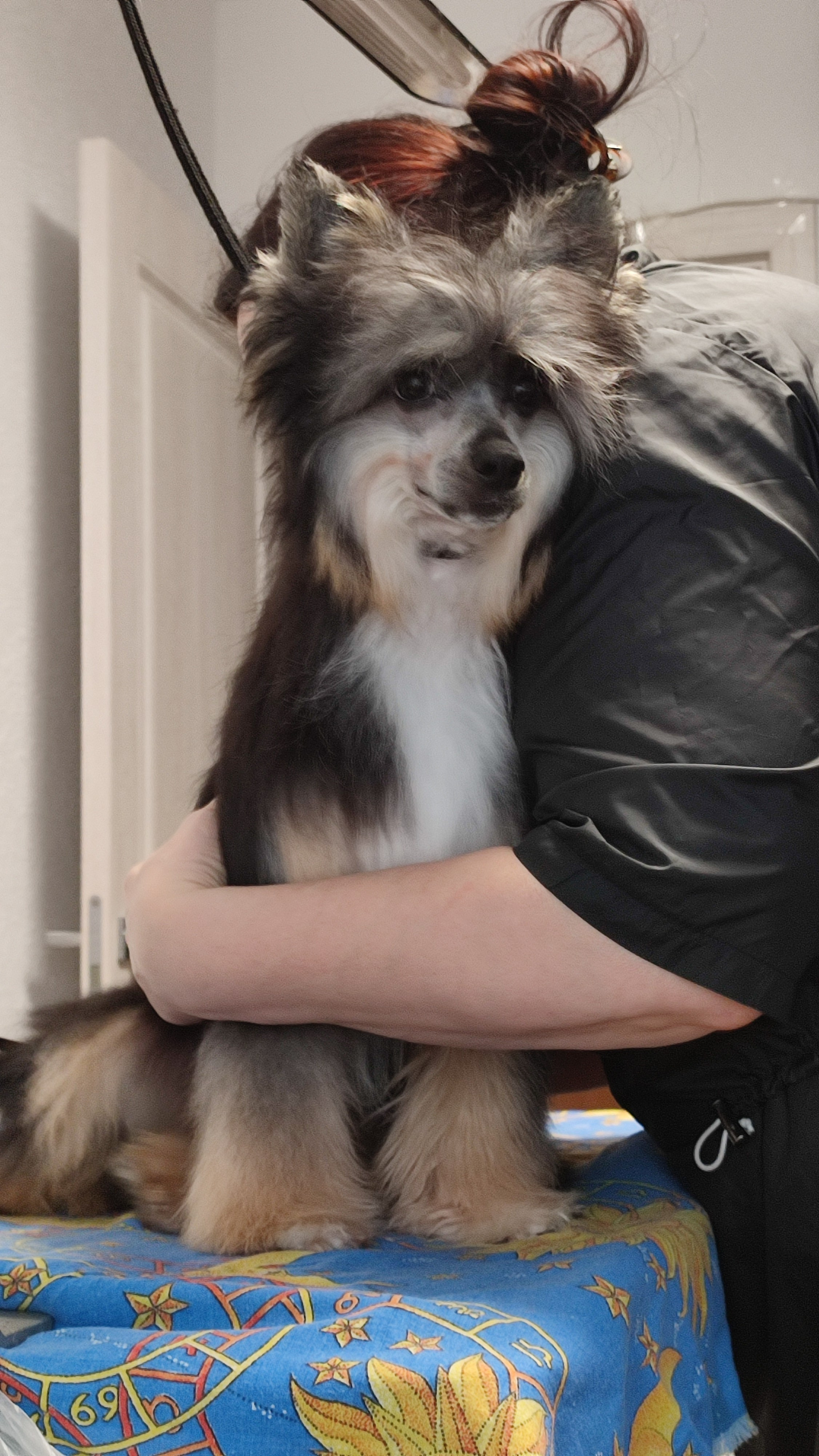 Нашей красавице Грэйсюше 7 месяцев. Питомник китайских хохлатых собак Poale Ell: купить щенка